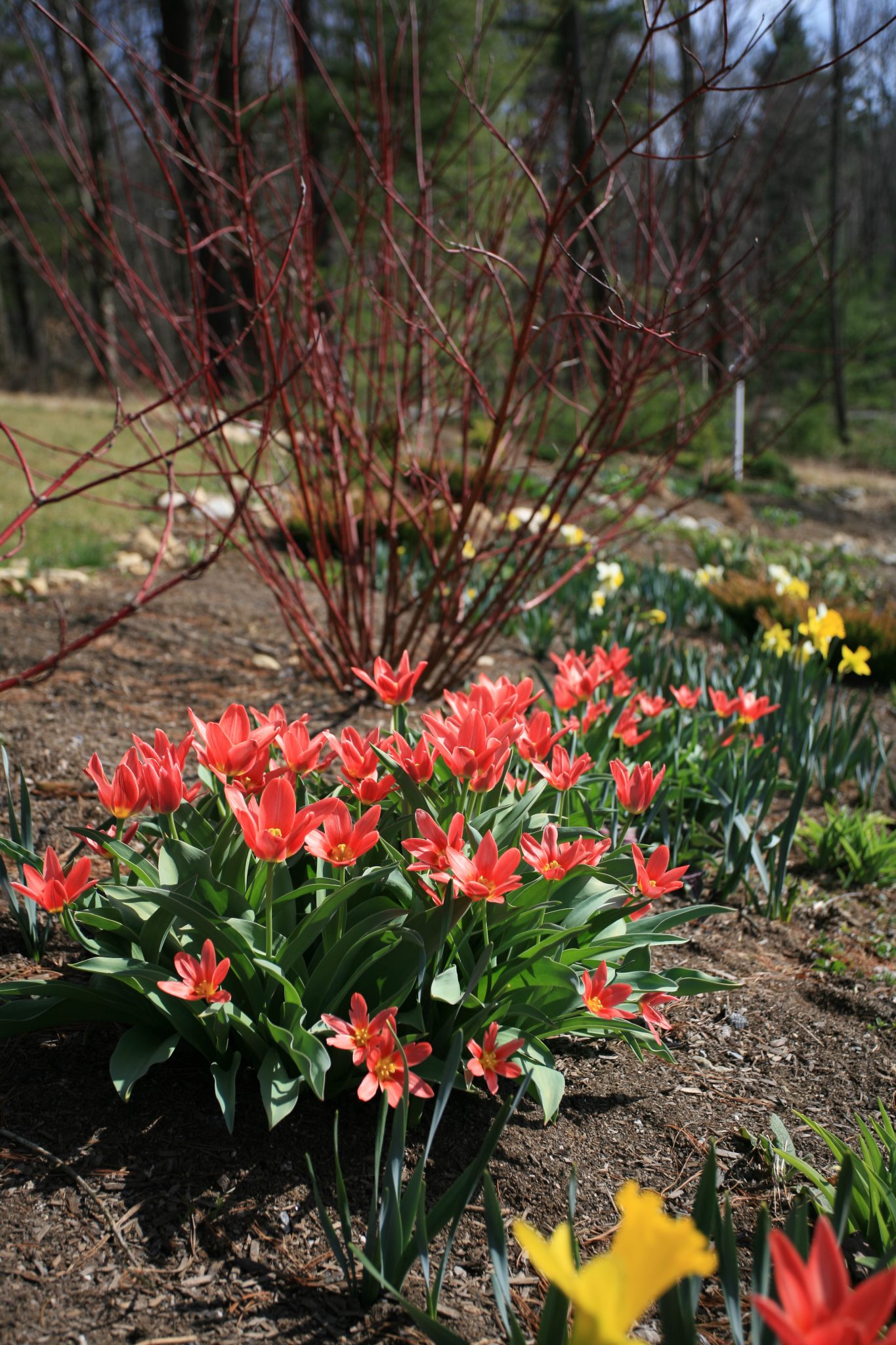 Red species Tulips and Red-Twigged Dogwood