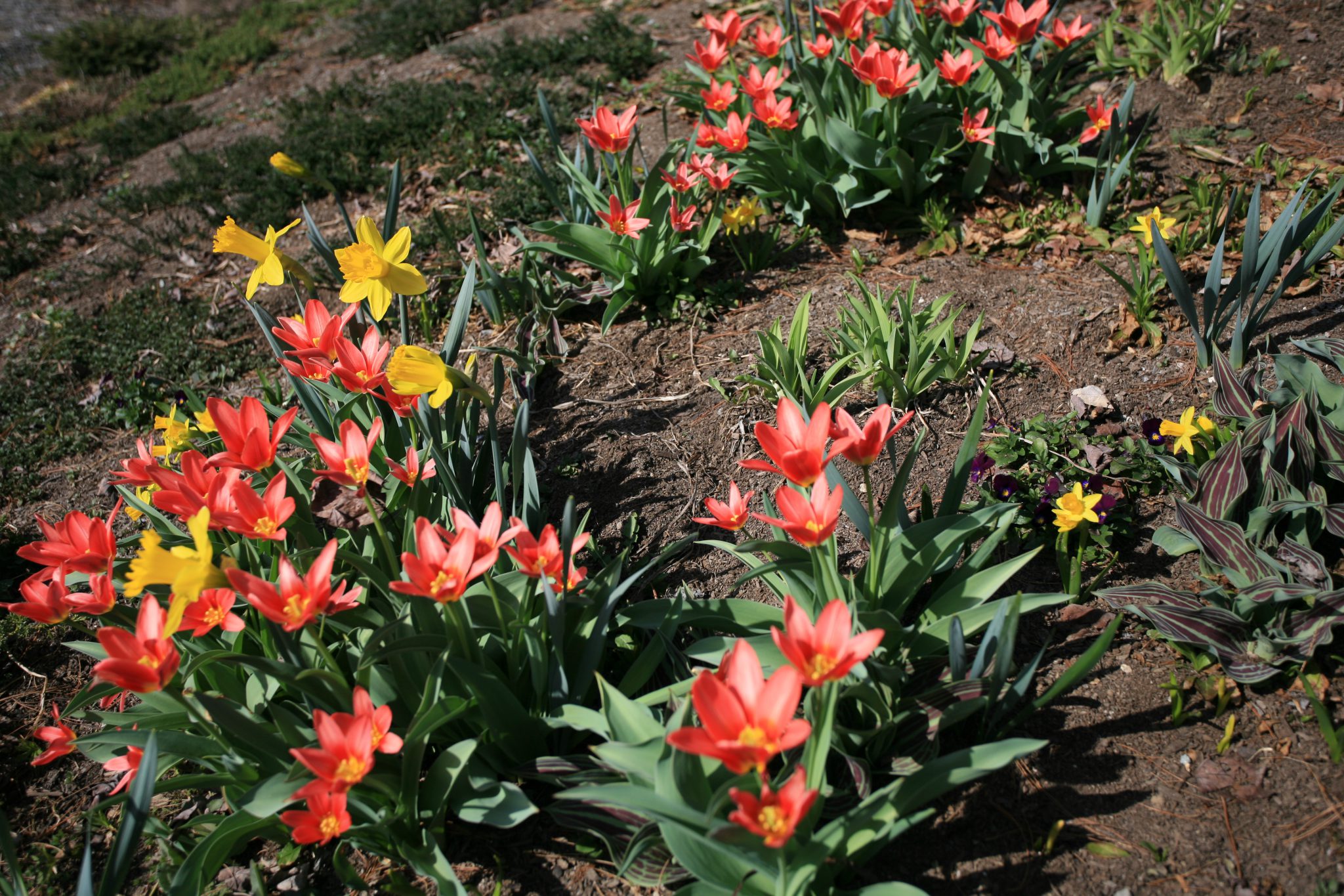 The petals on these Tulips open to the sunlight, and close as evening approaches.