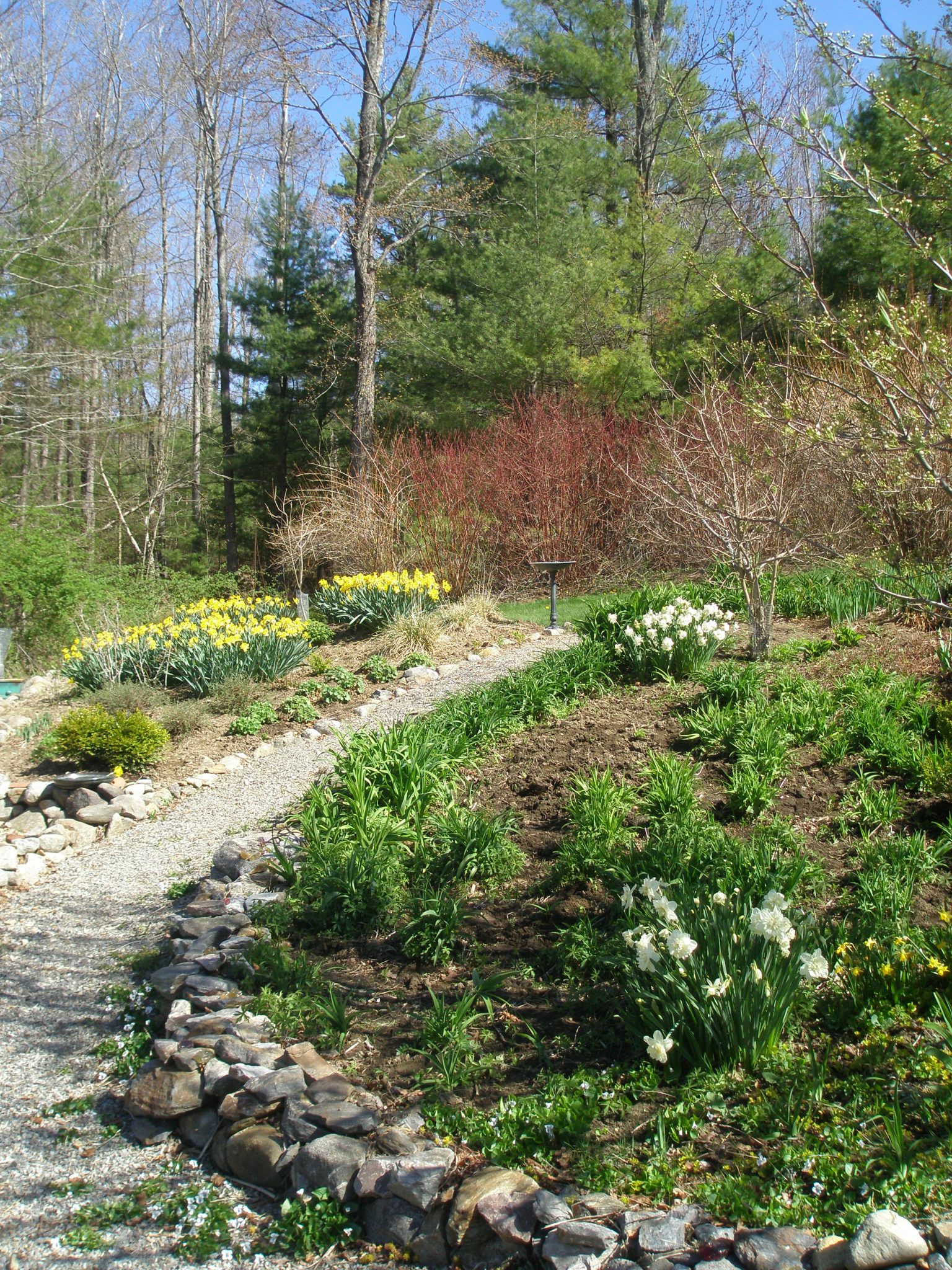 The path between the Daylily beds, and the summer cutting flower beds.