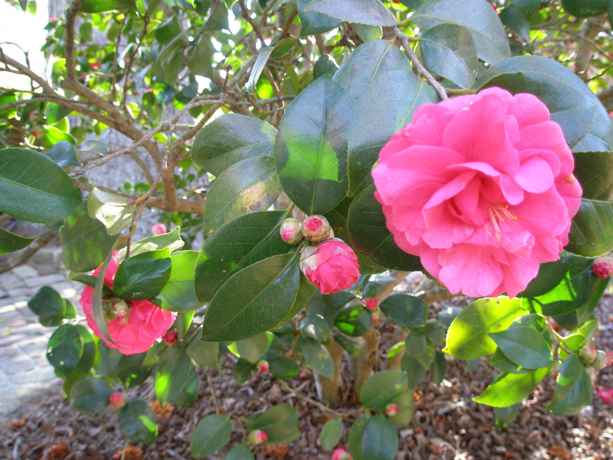 Ravishing Camellias