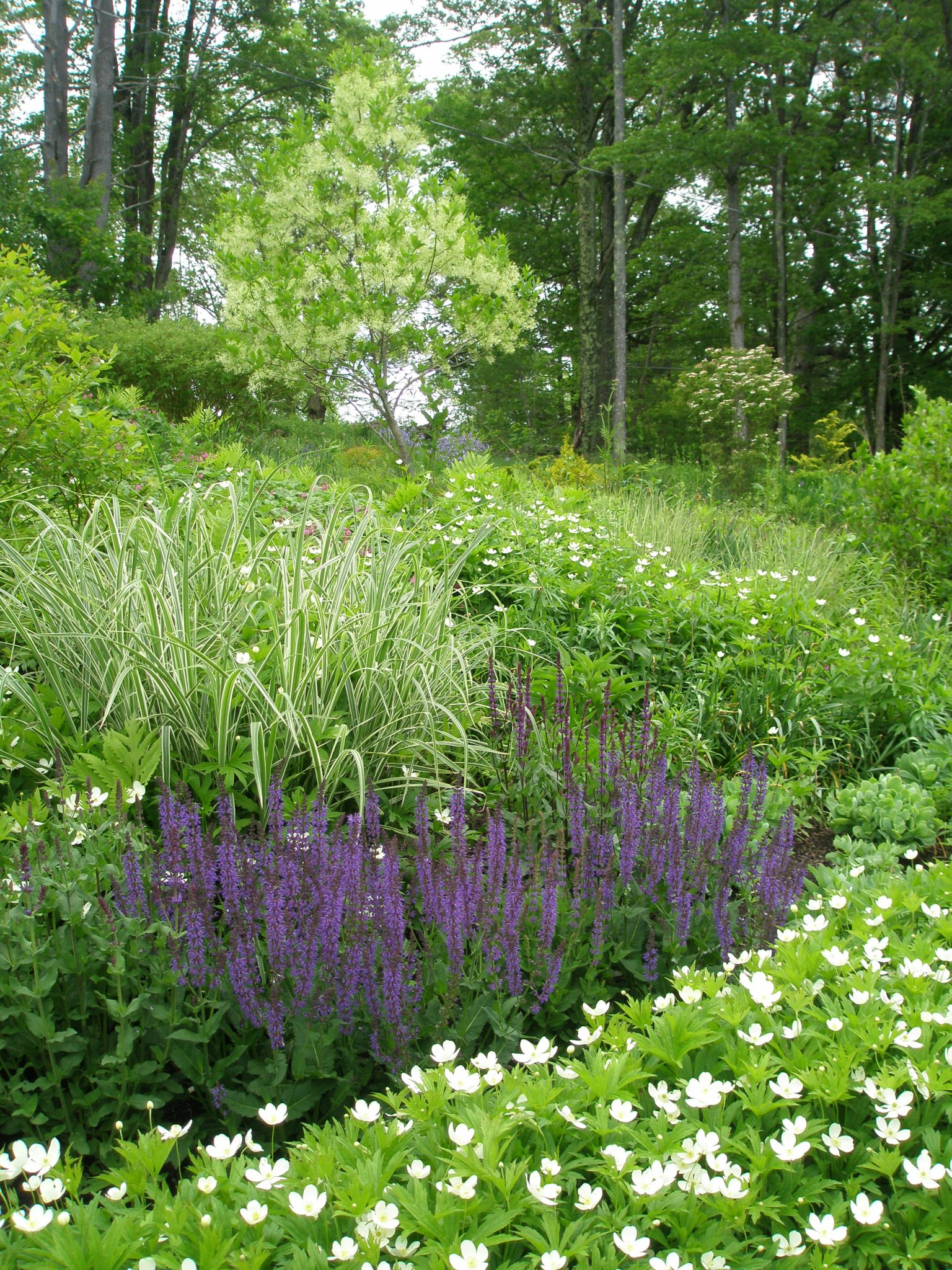 Purple Salvia and Ornamental Grasses begin to emerge