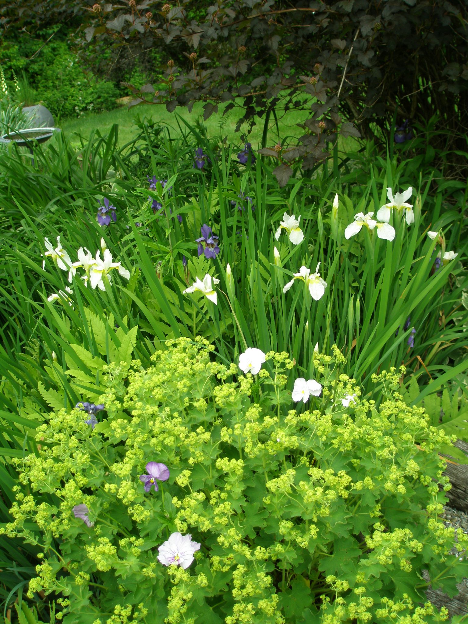 Lady's Mantle and Iris begin to flower