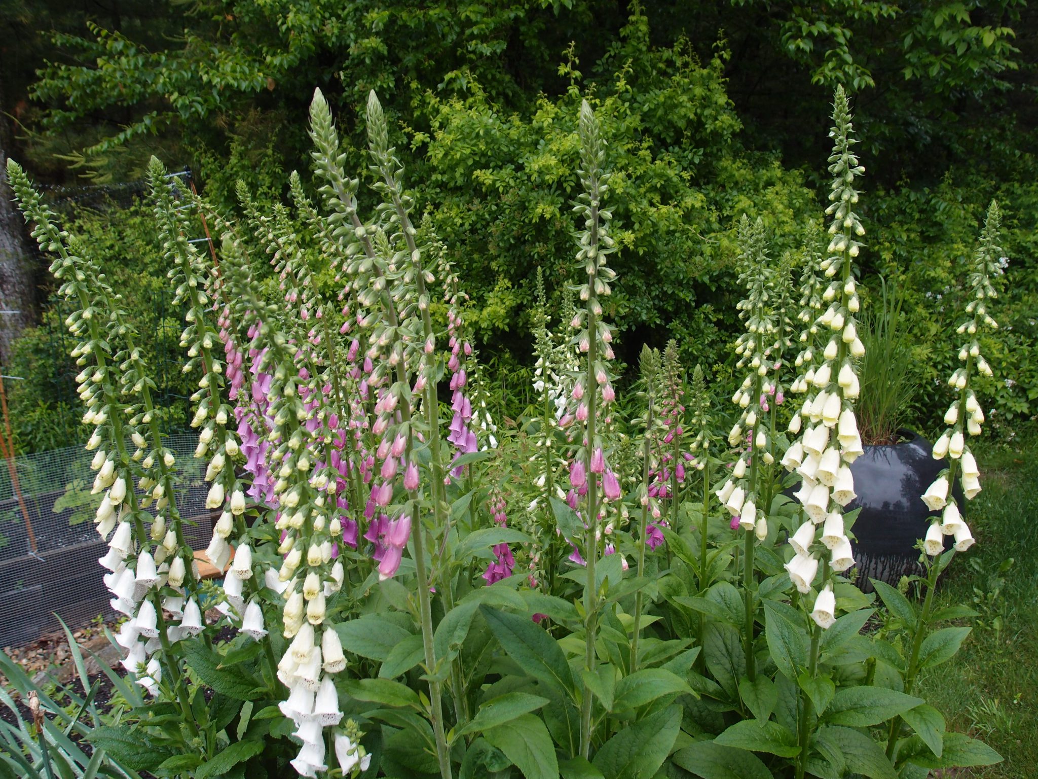 Giant Foxgloves begun from seed in the Spring of 2012 finally bloom