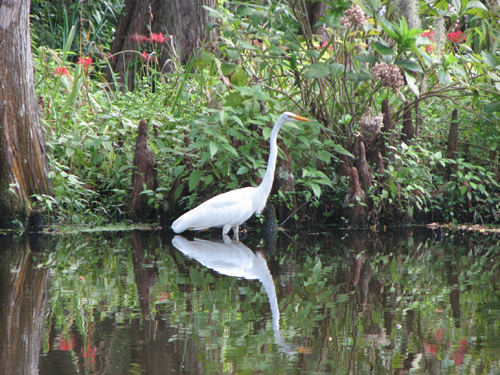 Another photographer's lucky shot: a White Heron in the shallows of Big Cypress Lake.