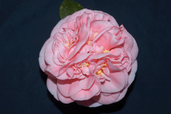 A Perfectly Pink Camellia. Image courtesy of Magnolia Plantation.
