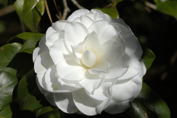 And a Blindingly White Camellia. Image courtesy of Magnolia Plantation.