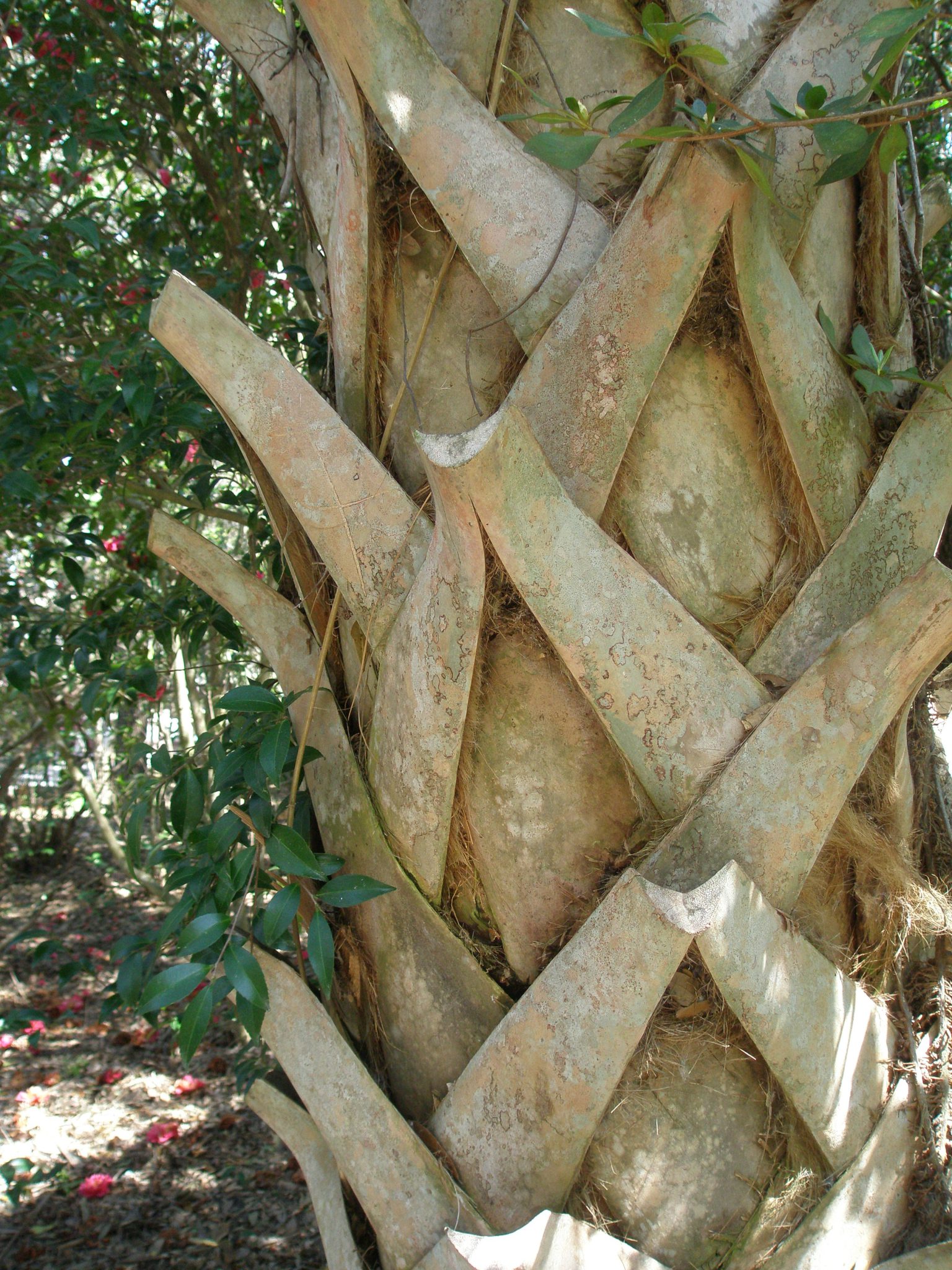 Trunk of a Palmetto Tree (read my HISTORIC CHARLESTON article to learn more about the Mighty Palmetto).
