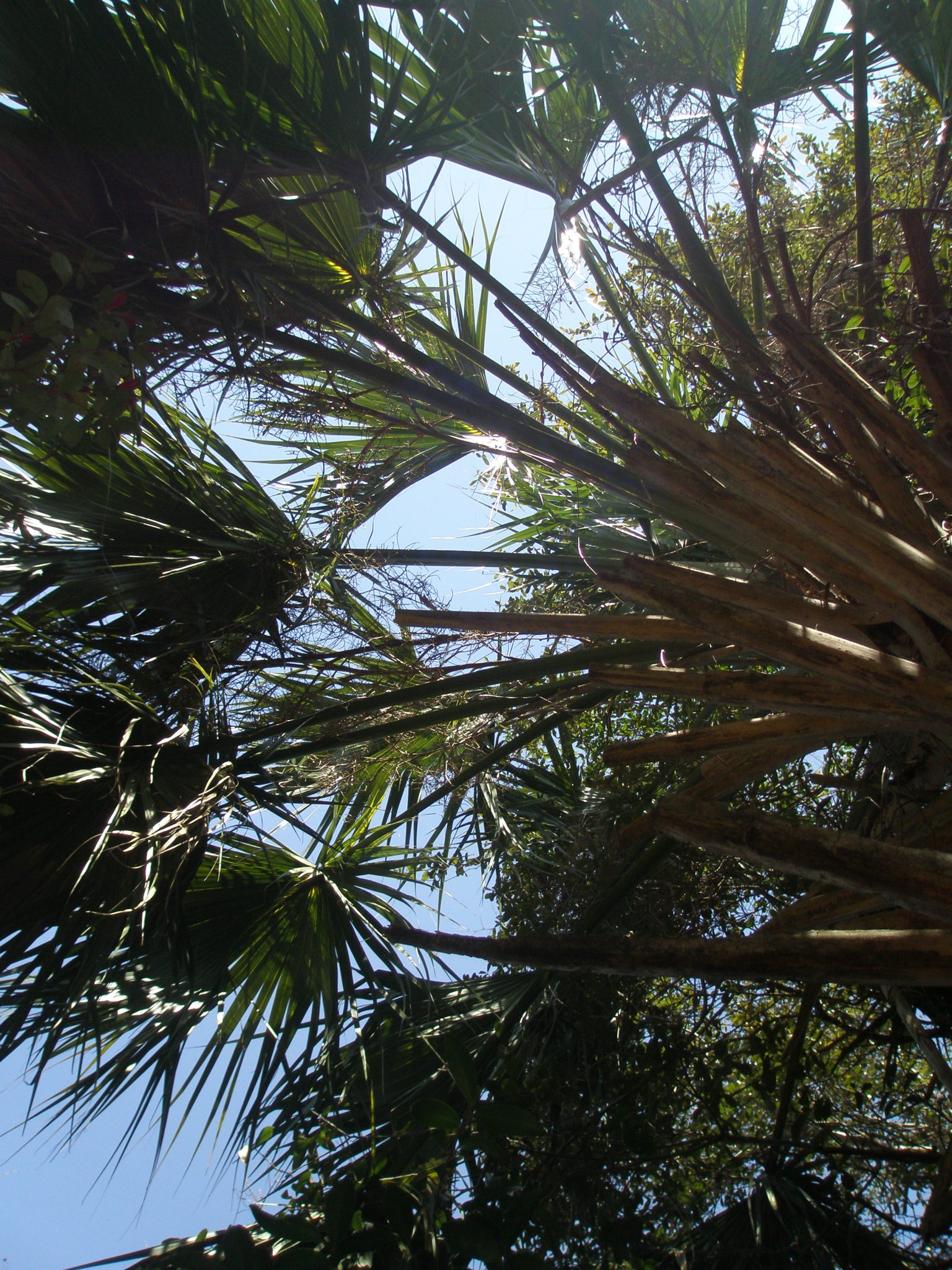 Peering up into Palmetto Fronds