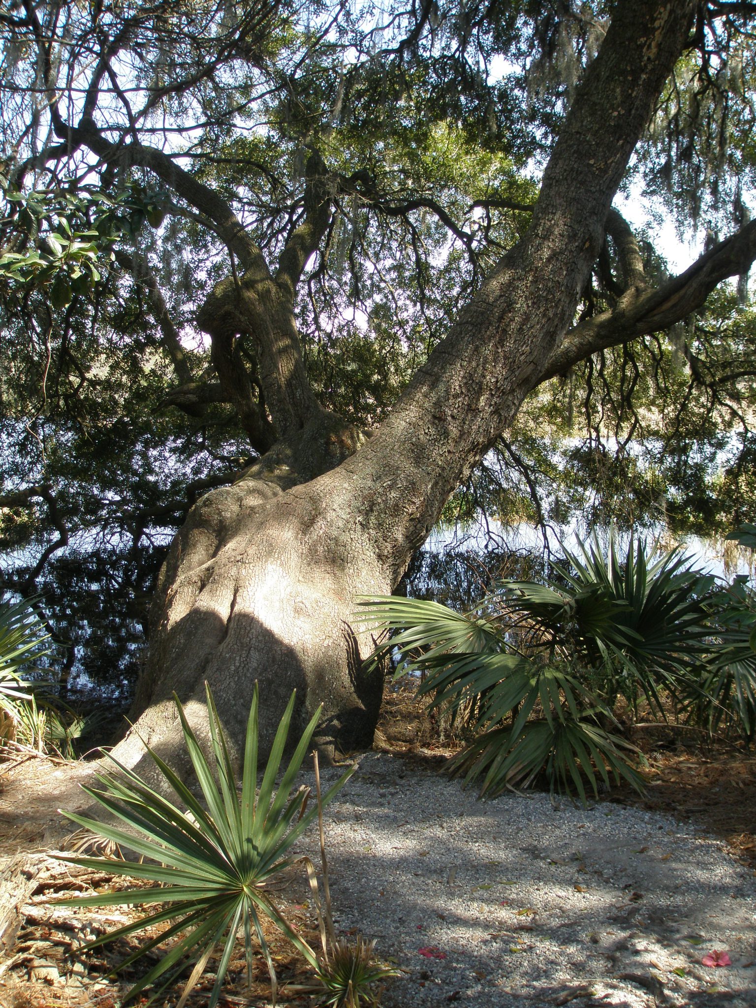 A prehistoric-looking tree at River's edge