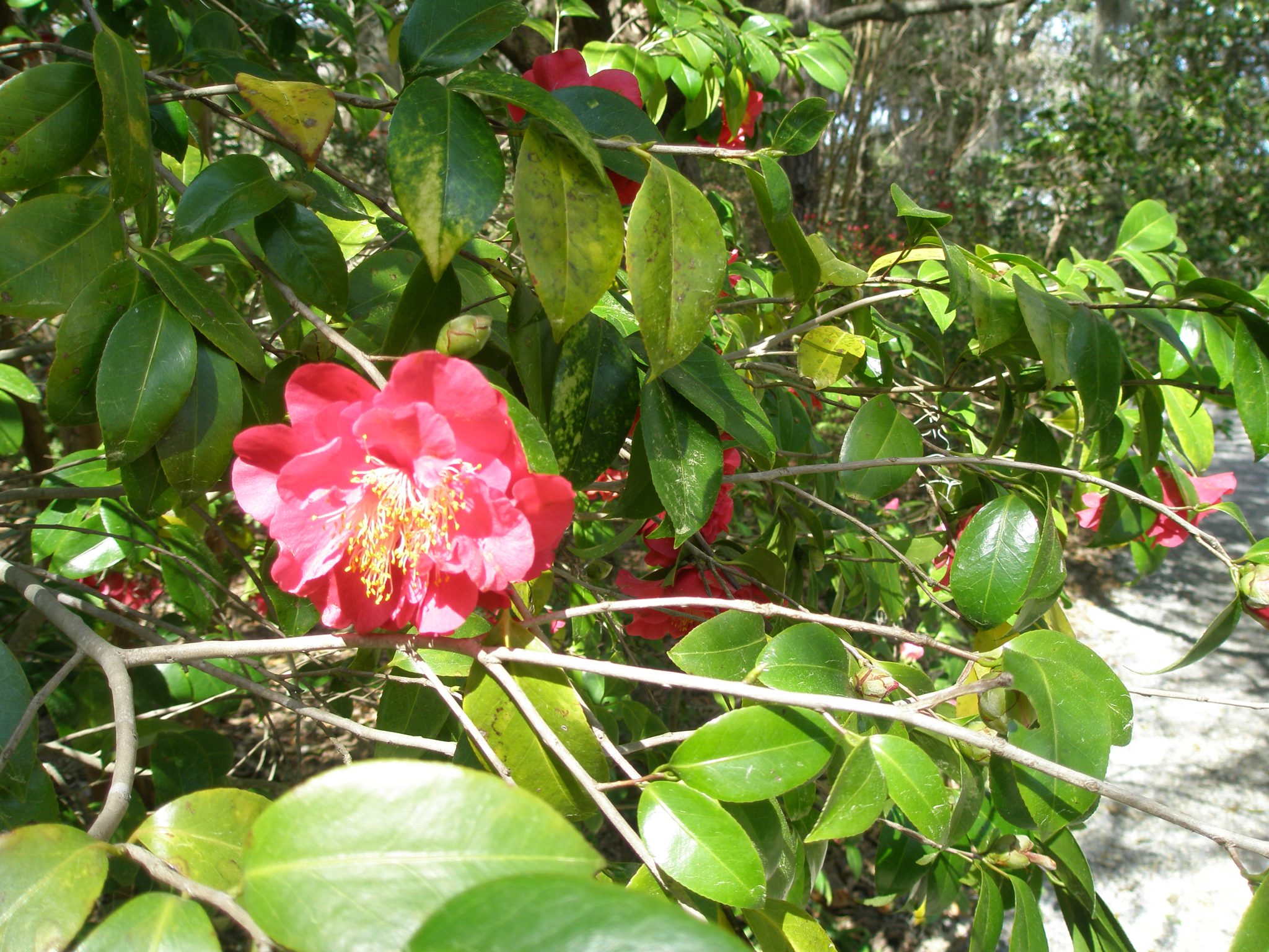 Springtime is when the camellias bloom