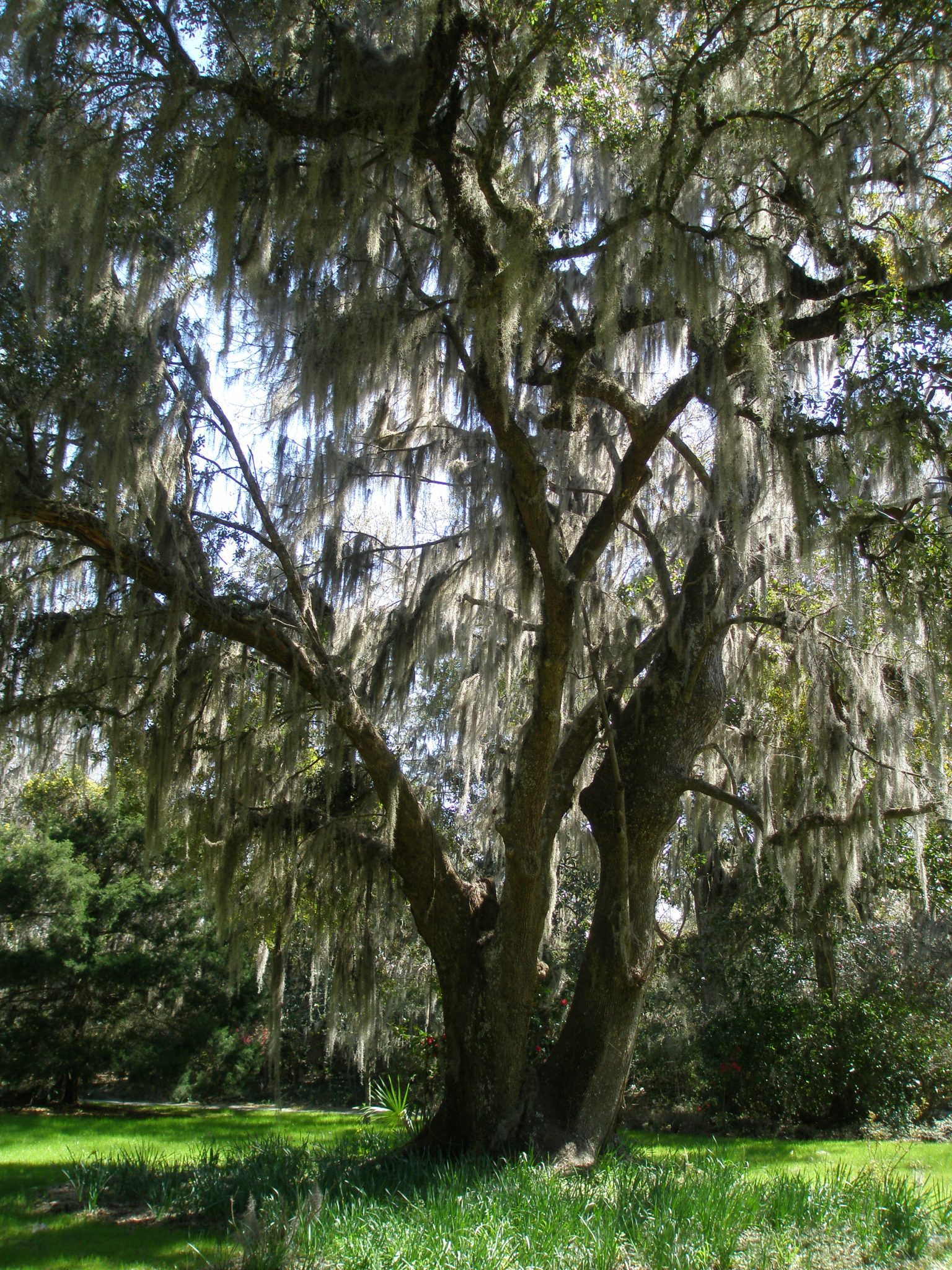 Spanish Moss, swaying in a gentle breeze