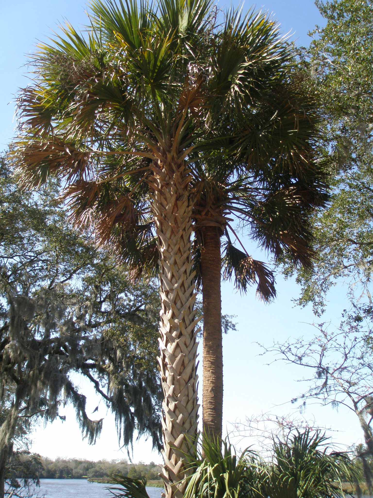 More Palmettos...standing firm against the wind.