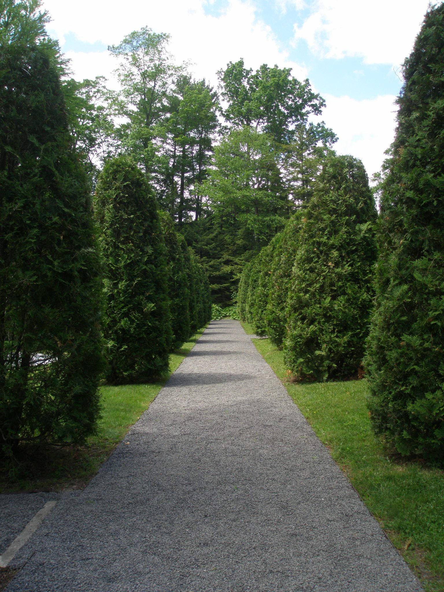 Arborvitae Walk; approaching the Evergreen Garden.