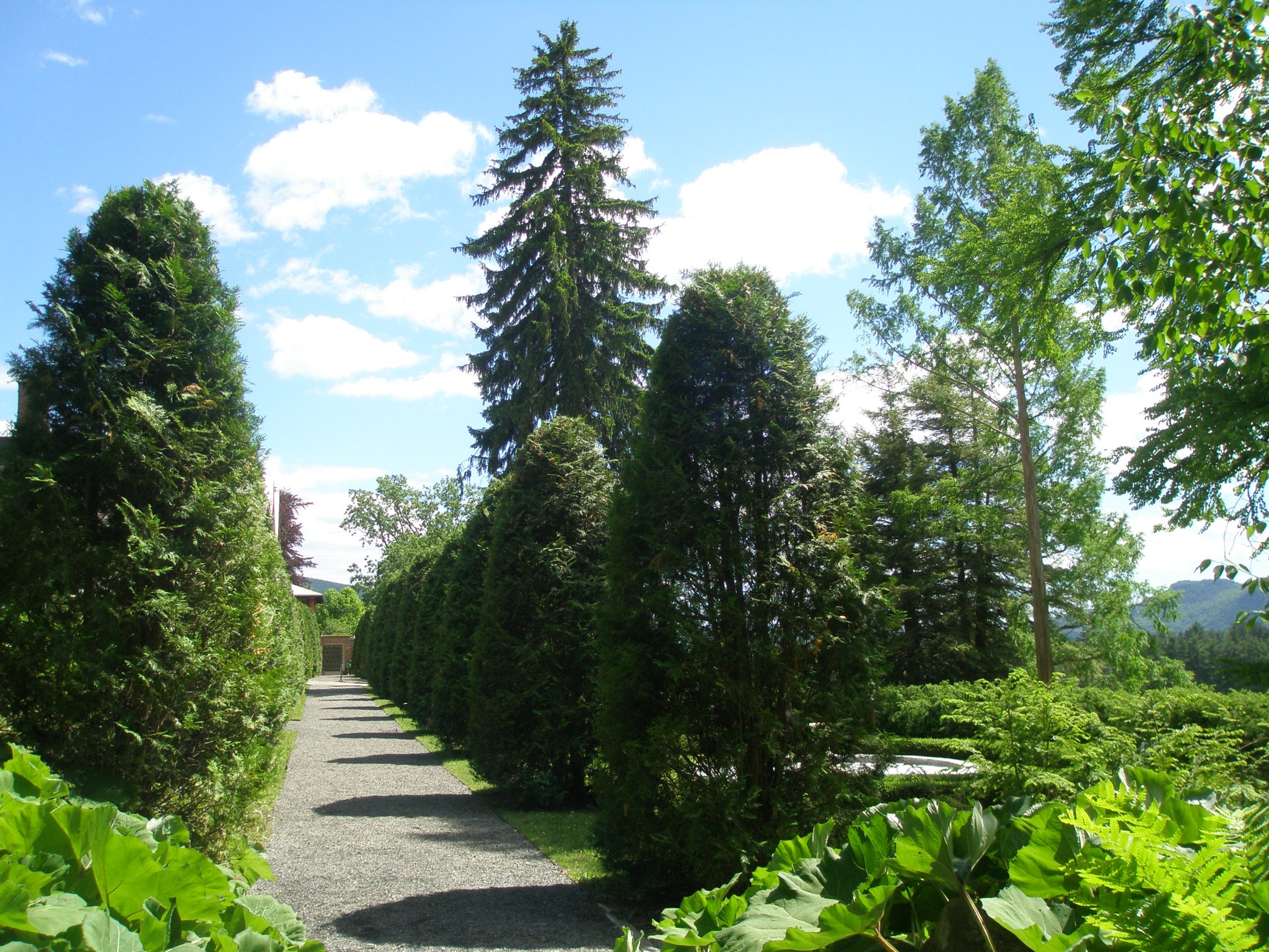 Arborvitae Walk; with a glimpse of the Evergreen Garden.