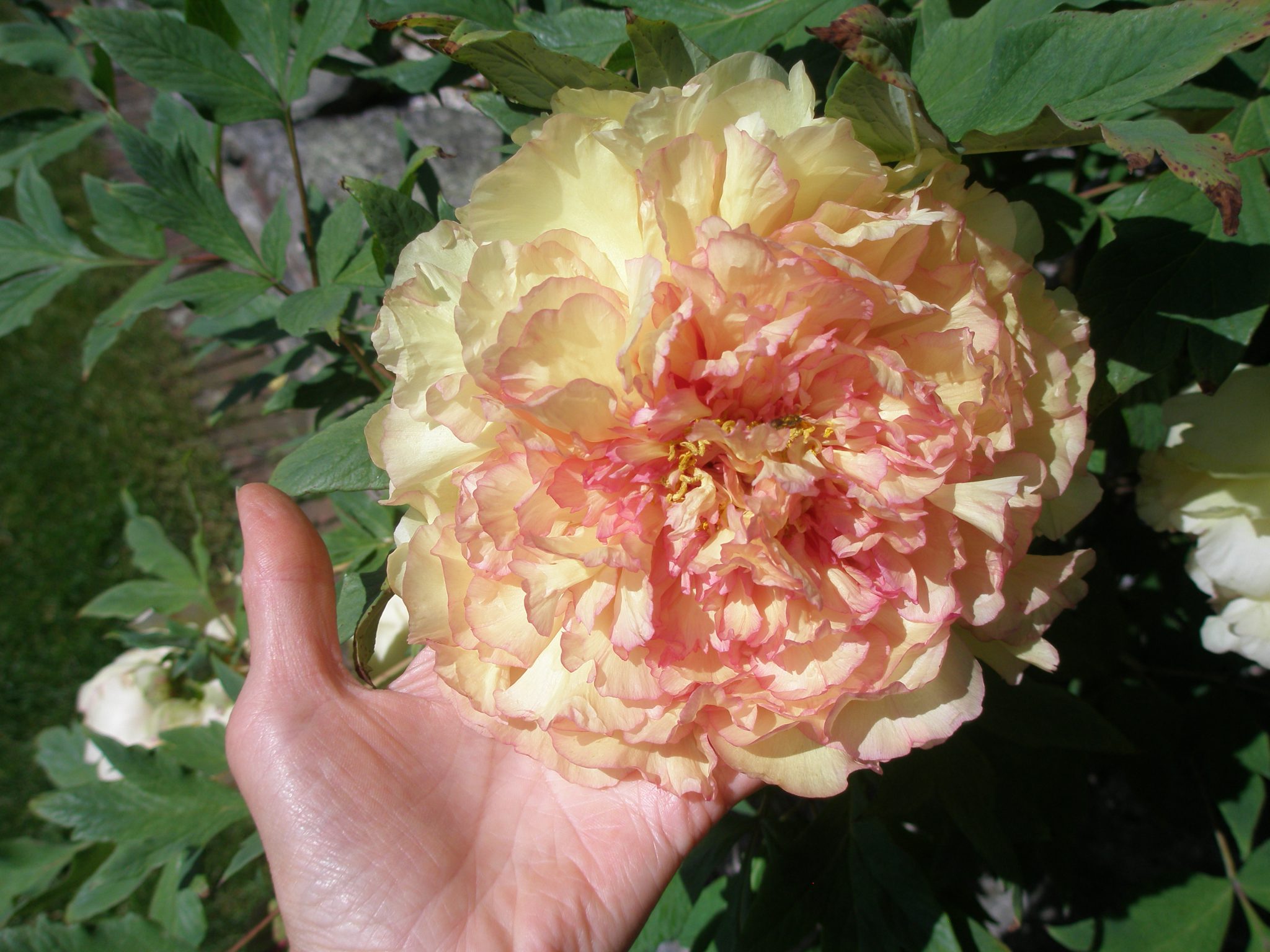 One giant Peony blossom, for me to fondle