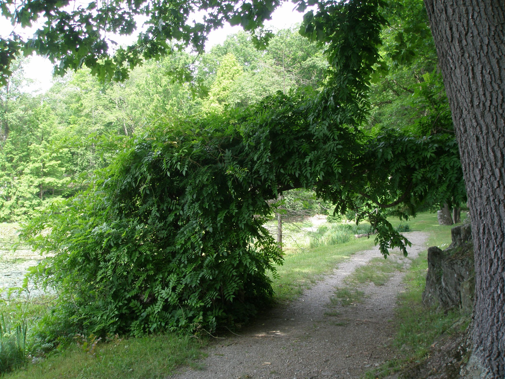 Wisteria Arch on Lakeside Path