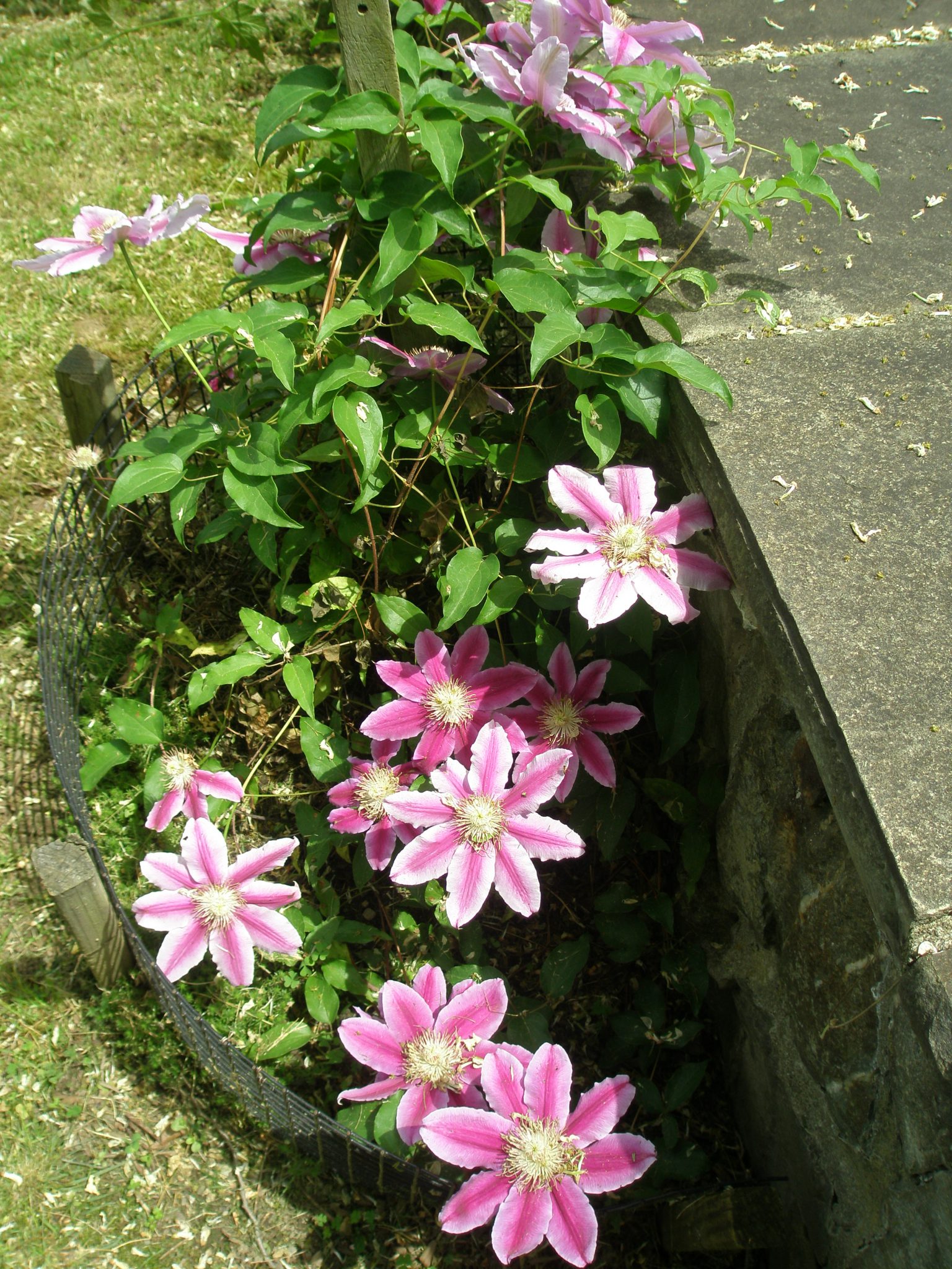 Clematis on the Brick Terrace's lower retaining wall