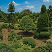 The Pearl Fryar Topiary Garden. Image courtesy of The Garden Conservancy. www.pearlfryar.com