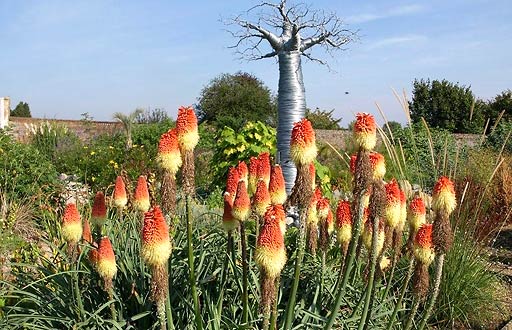 In Africa, orange and yellow spires of Kniphofia uvaria 'Nobilis' are in bloom. Image courtesy of Gardens-Guide.