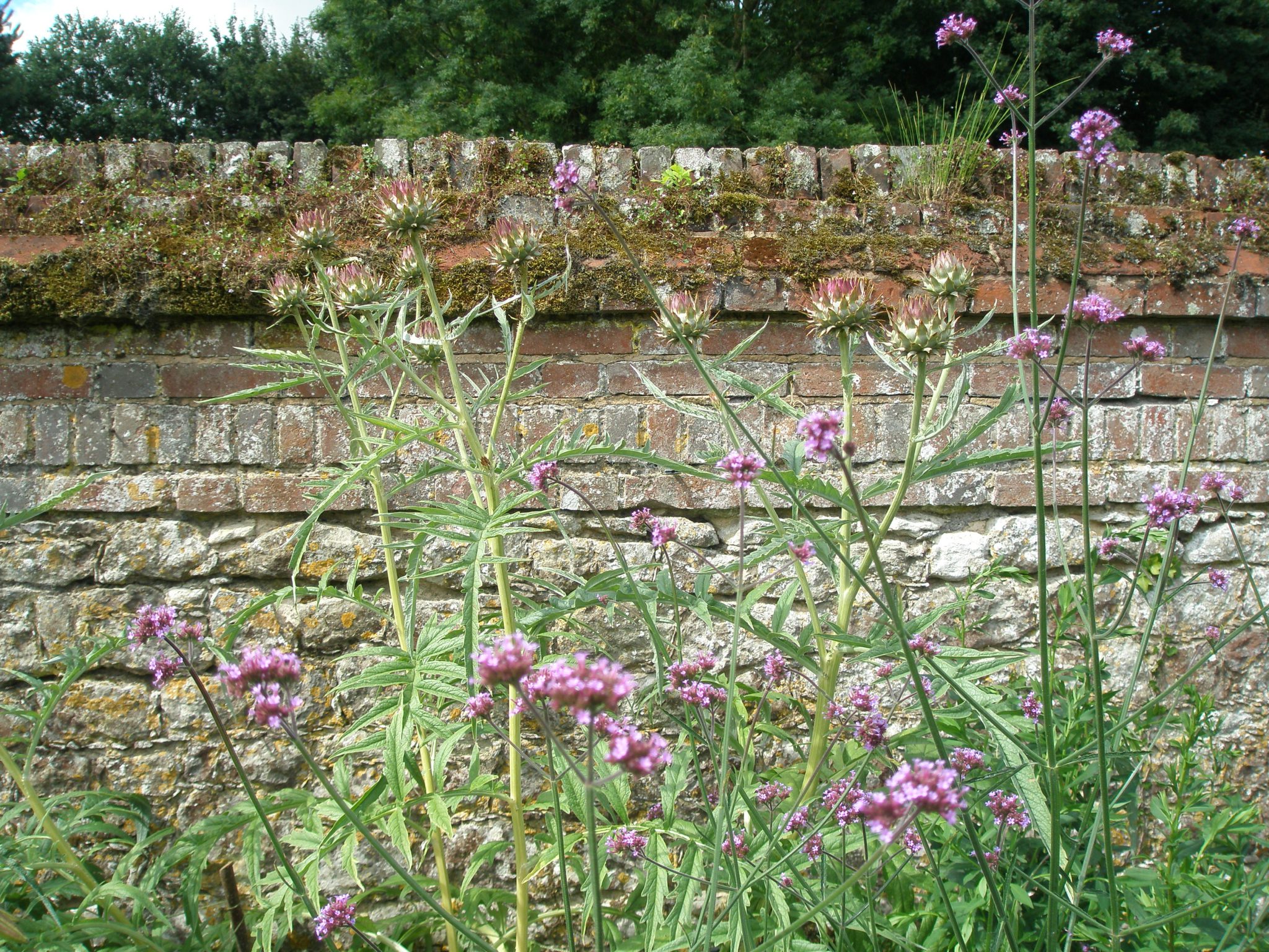 Ancient Brick Wall, behind Broad Walk Border