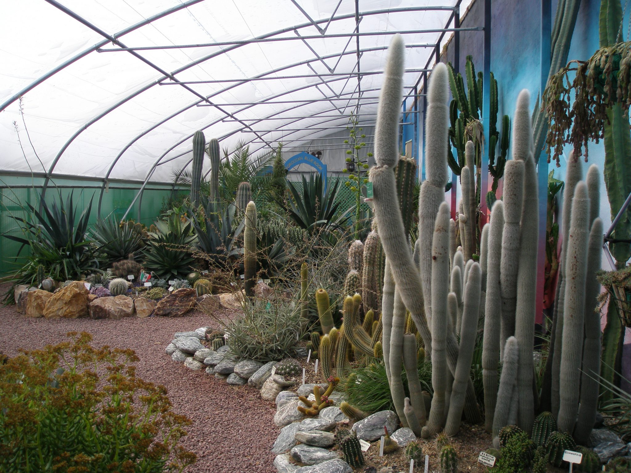 The Hot & Spikey Greenhouse is just west of The World Garden beds, and contains plants that wouldn't have a prayer of surviving outside, over England's winters.