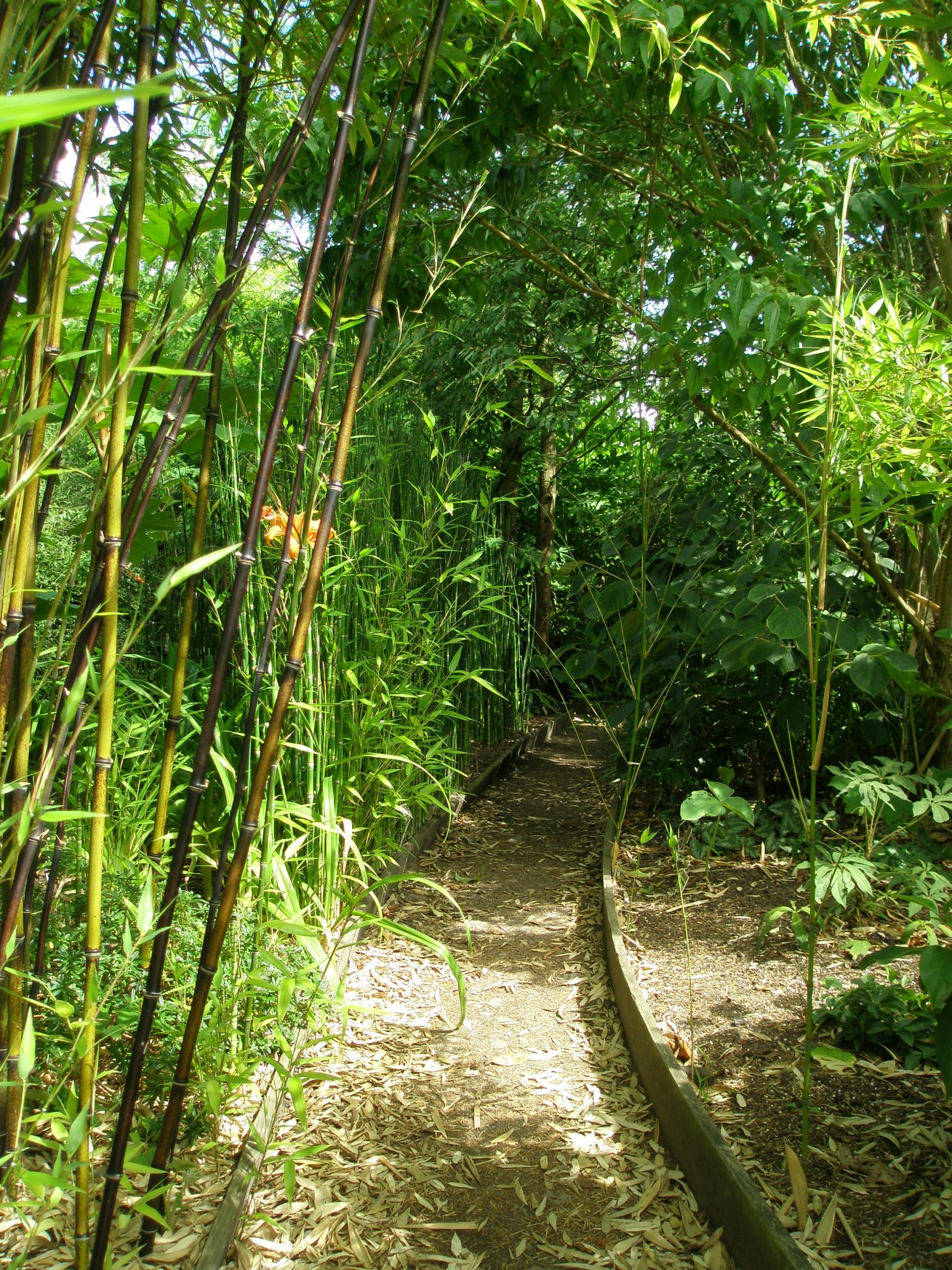 A bamboo grove engulfs the Chusan Fan Palm