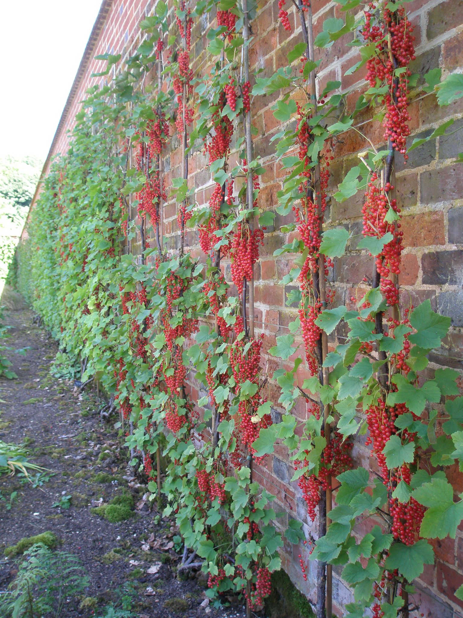 Redcurrants adorn a wall