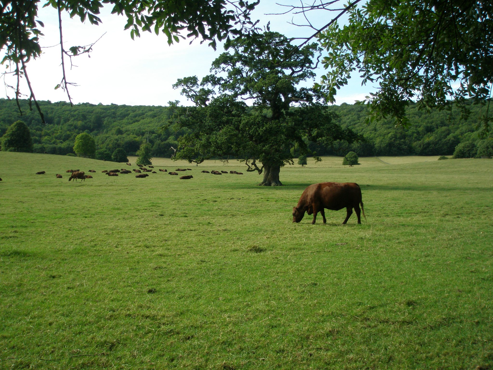 Titsey's Herd of pedigree Sussex cattle enjoys a perfect summer afternoon.