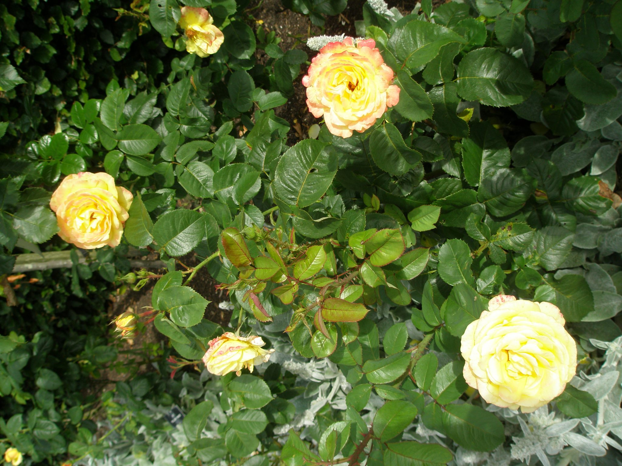 Yellow roses along the Gold Rose Avenue