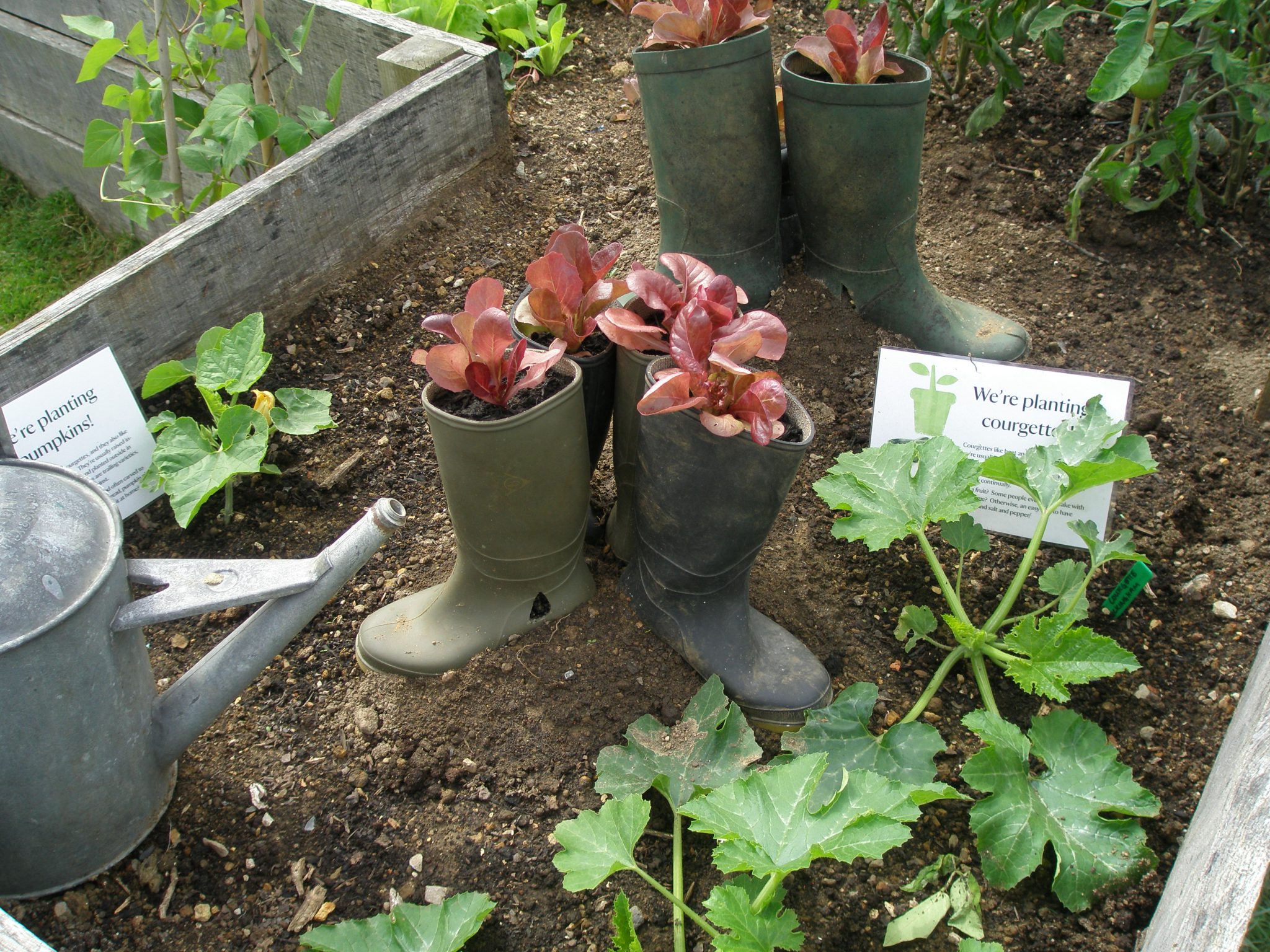 Boots--definitely not Winston's--are recycled as planters for lettuce.