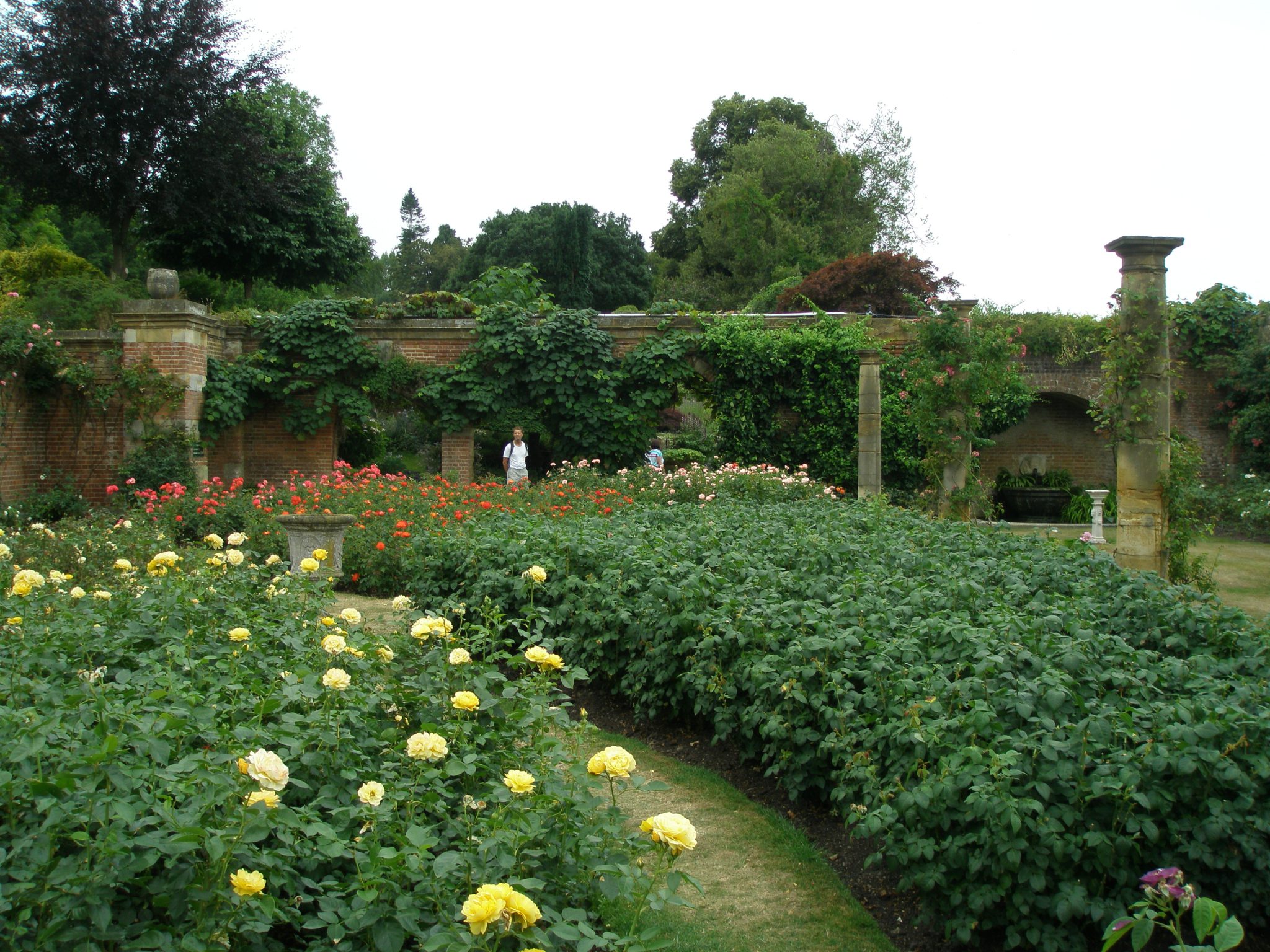 Another view of Astor's Rose Garden