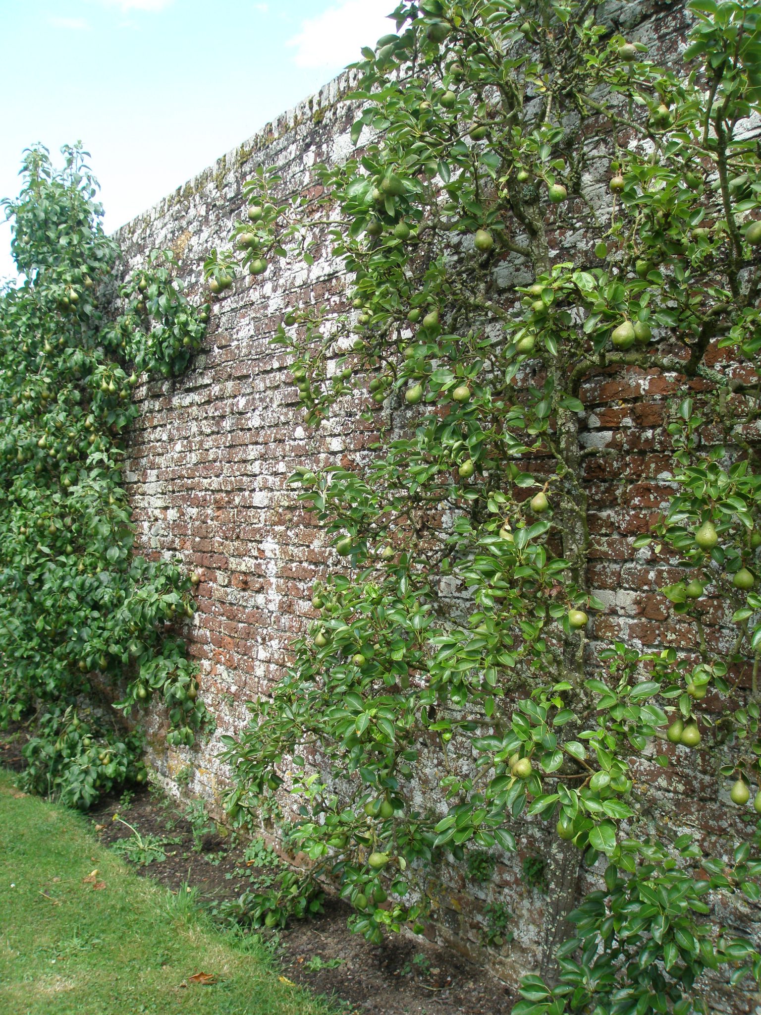Kent is renowned for its fruit. Here, pears are espaliered against a brick wall.