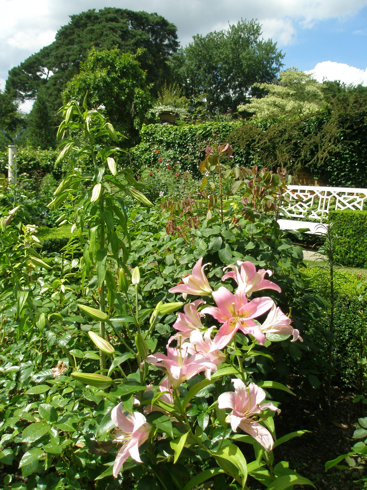 Lilies in the Rose Garden
