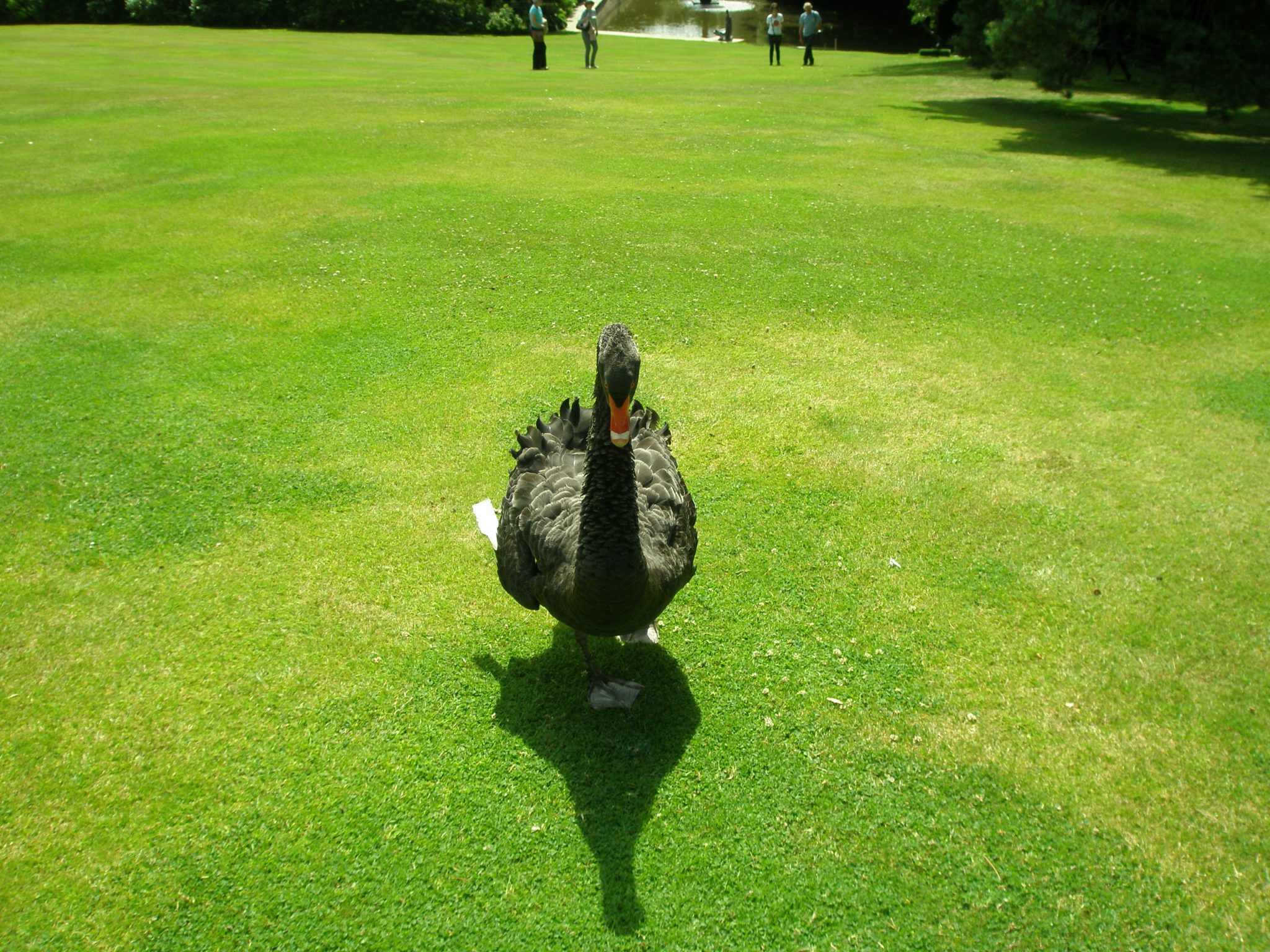 A Black Swan waddles across the Lawn that overlooks the Old Moat