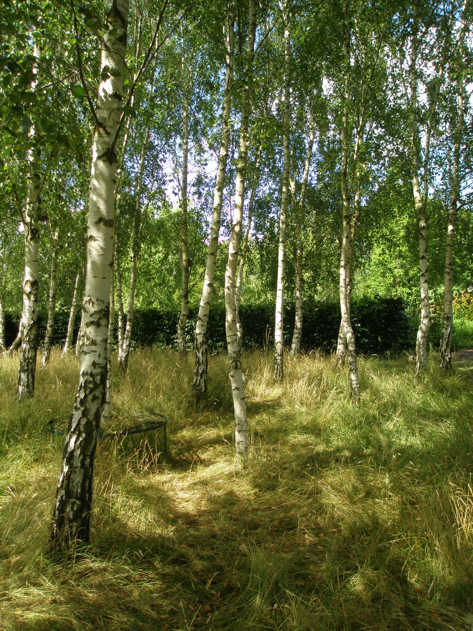 Or perhaps you'd like an entire birch grove? No problem....