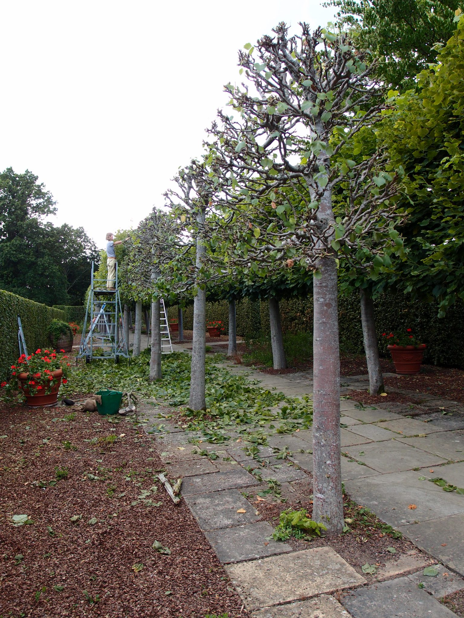 Maintaining the trees on the Lime Walk is a labor-intensive process.