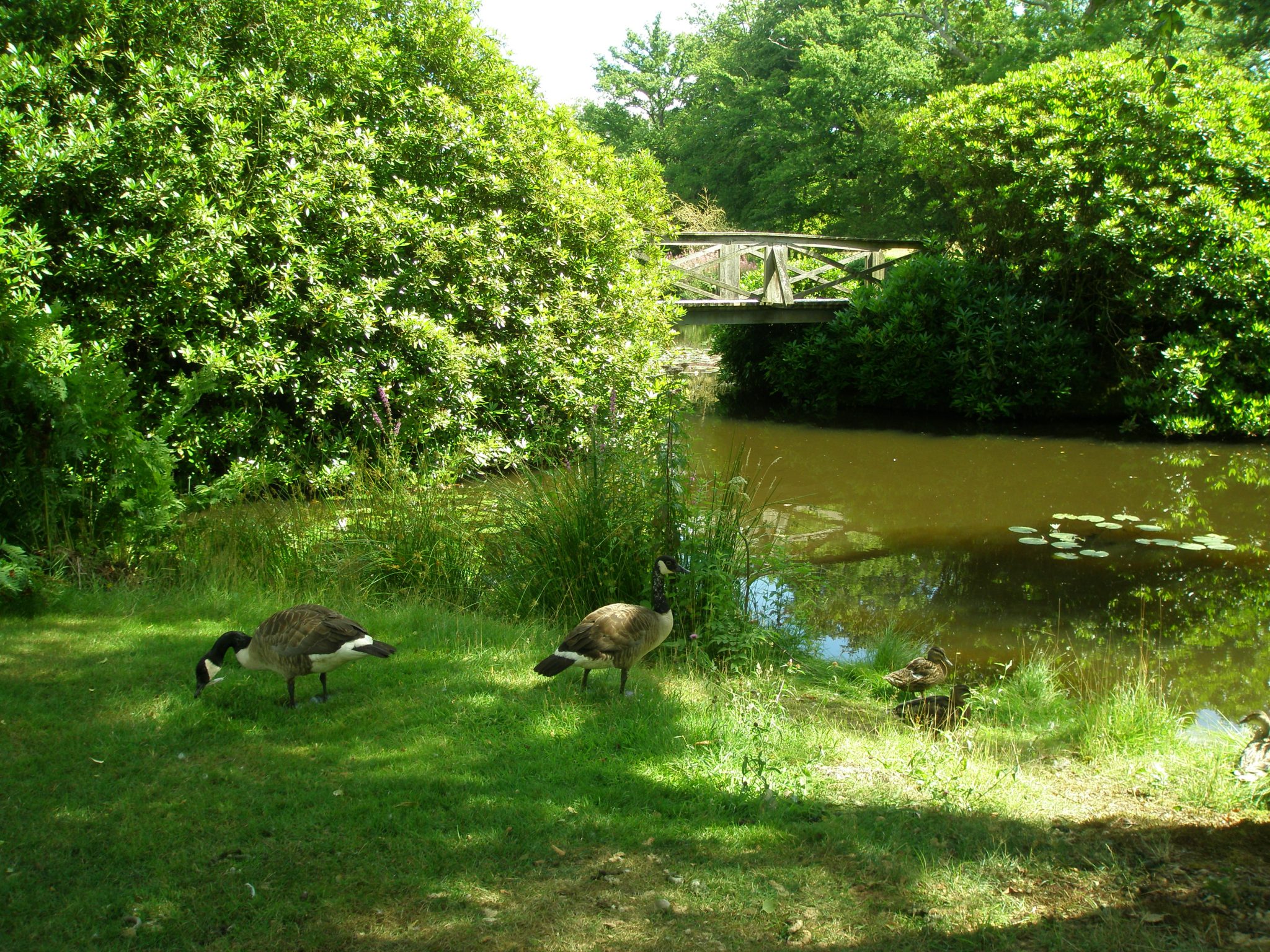 Geese on the Isthmus, with rustic Chinese Bridge.