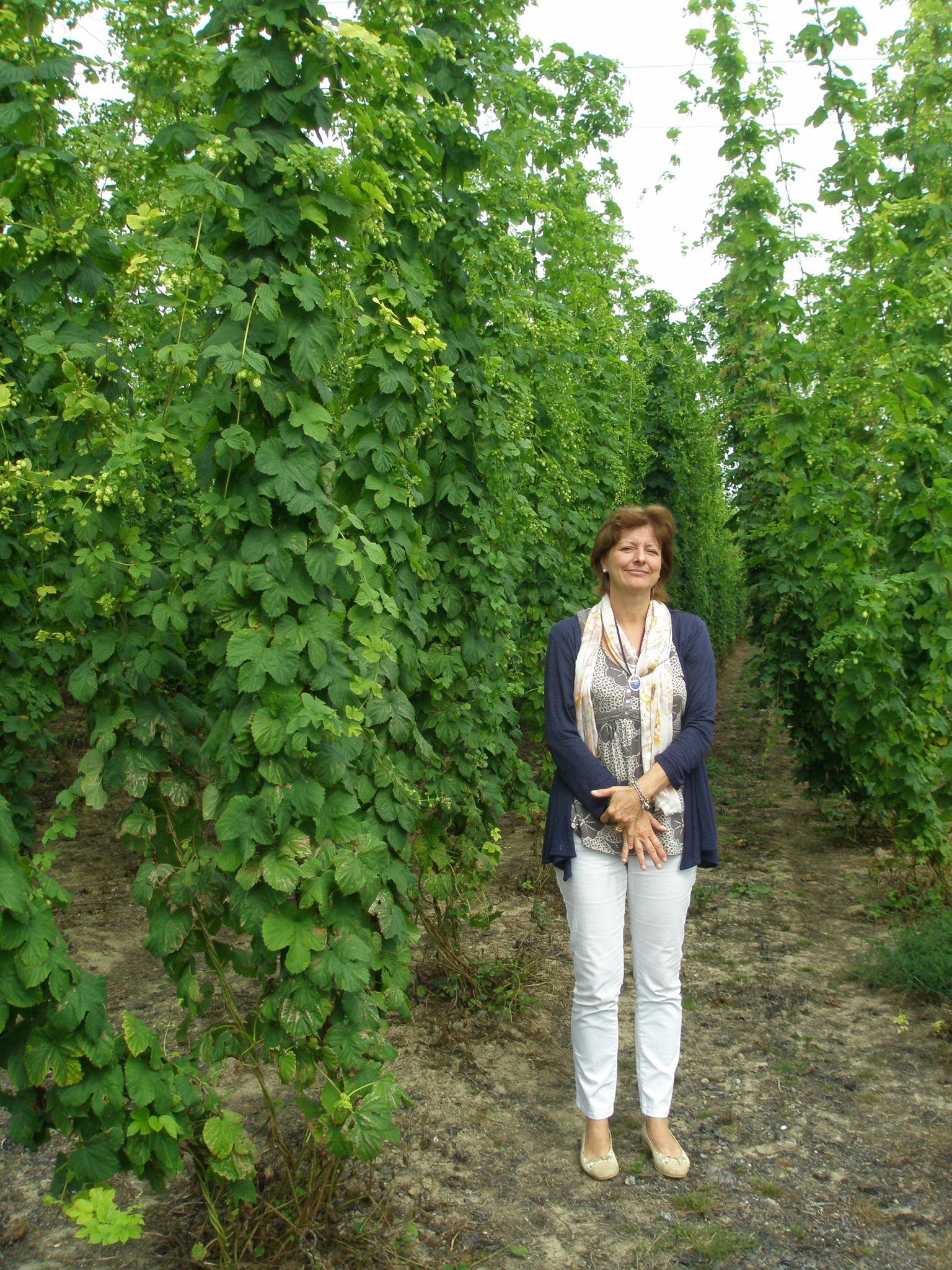 Amanda Hutchinson gamely provides human scale, in the Hop Garden at Sandhurst, on August 7th. Think of how much FUN it would be to walk down these paths on stilts!