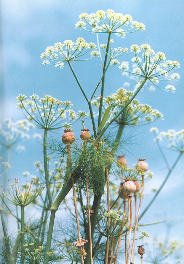 Fennel, and poppy seed heads....two of the things in Jarman's garden which the hoards of hungry rabbits didn't consume. Image courtesy of Estate of Derek Jarman.