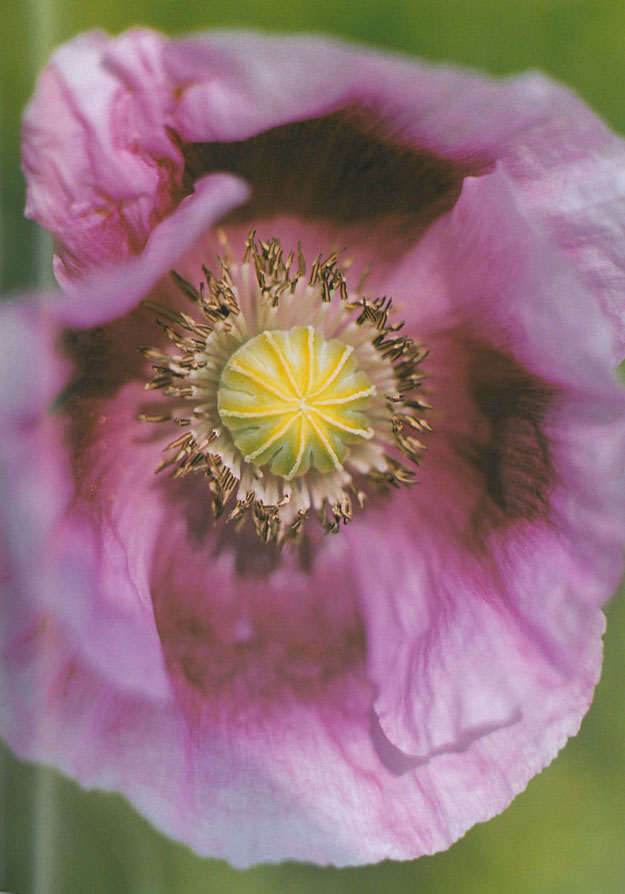 Opium Poppy in Jarman's garden. Image courtesy of Estate of Derek Jarman.