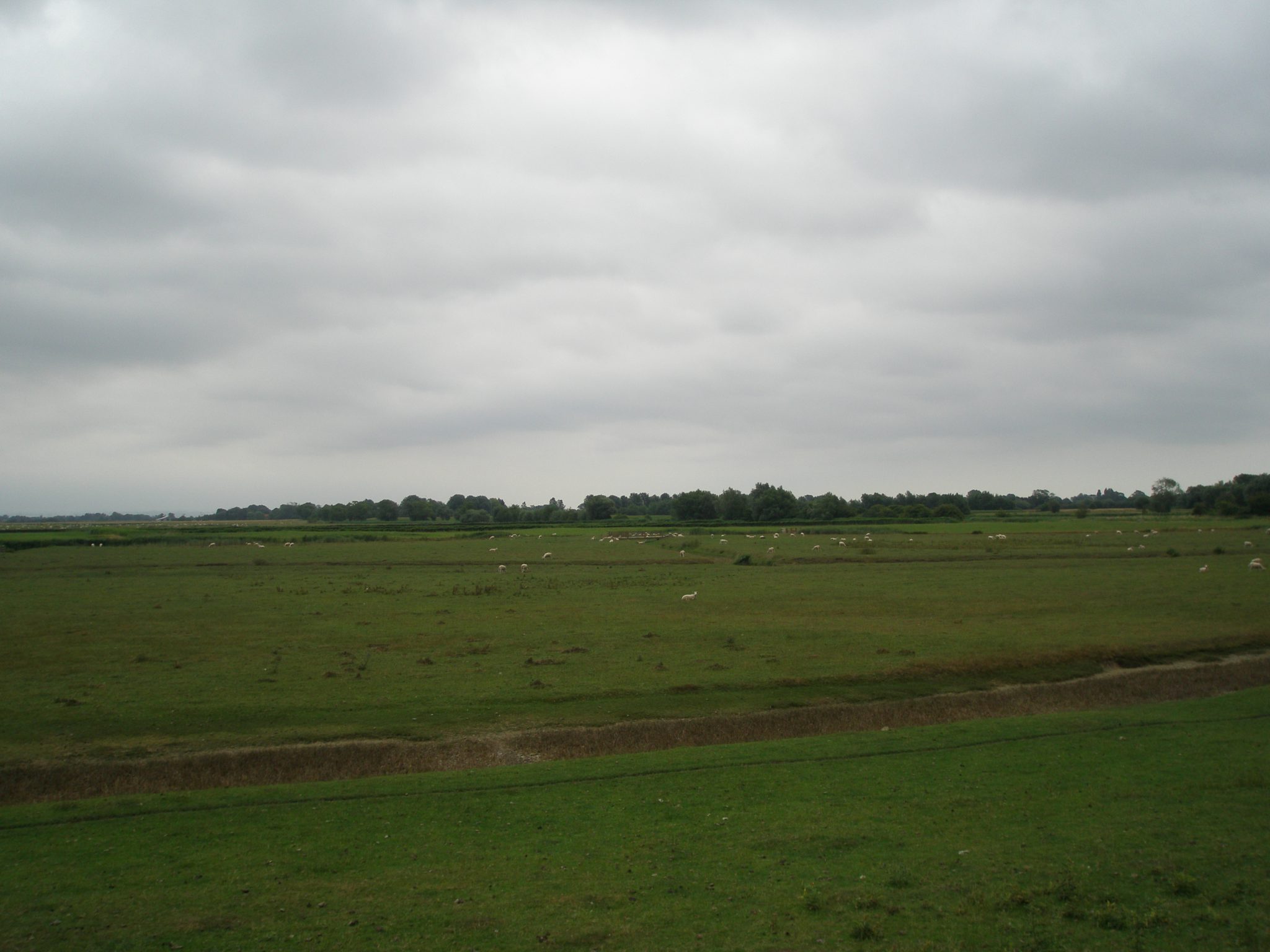 Flocks of sheep, in the fields surrounding St.Thomas Becket Church.