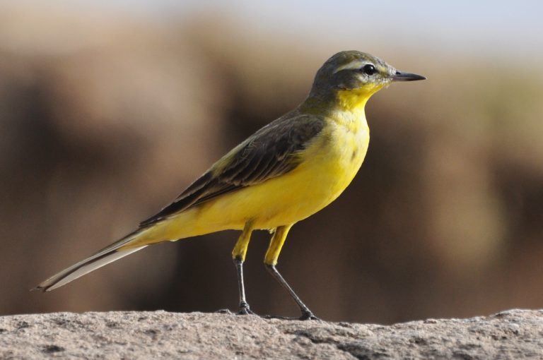 Part Four. Rambling Through the Gardens & Estates of Kent, England