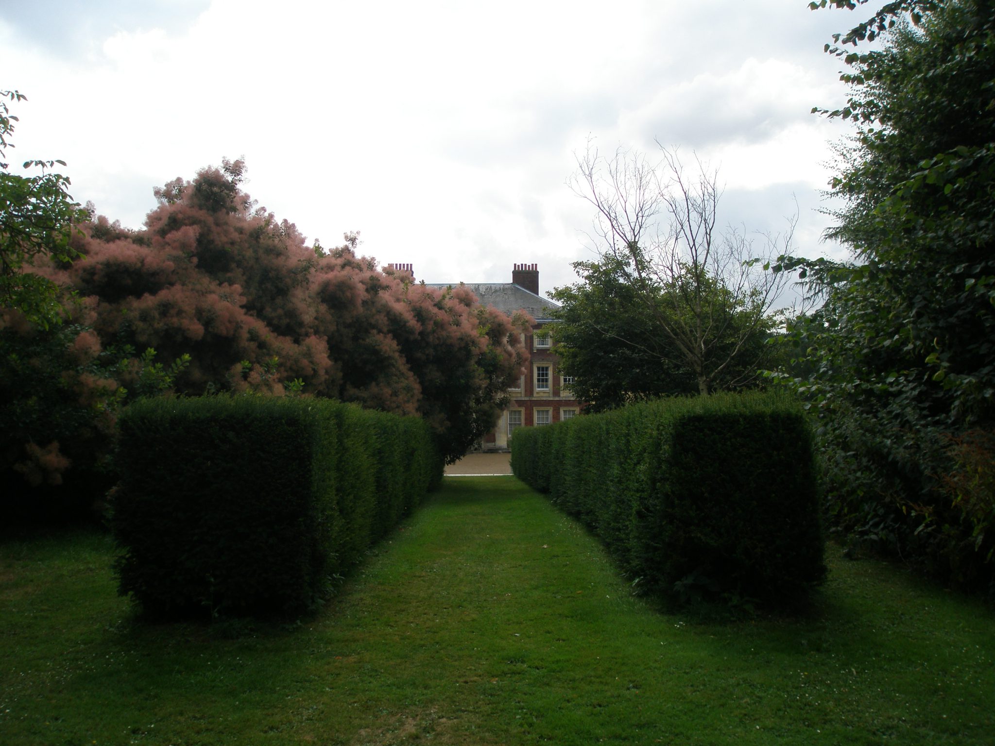 After the smoke bush, a narrow, yew-hedged walk leads us away from the House, toward a Long Avenue of Lime Trees.