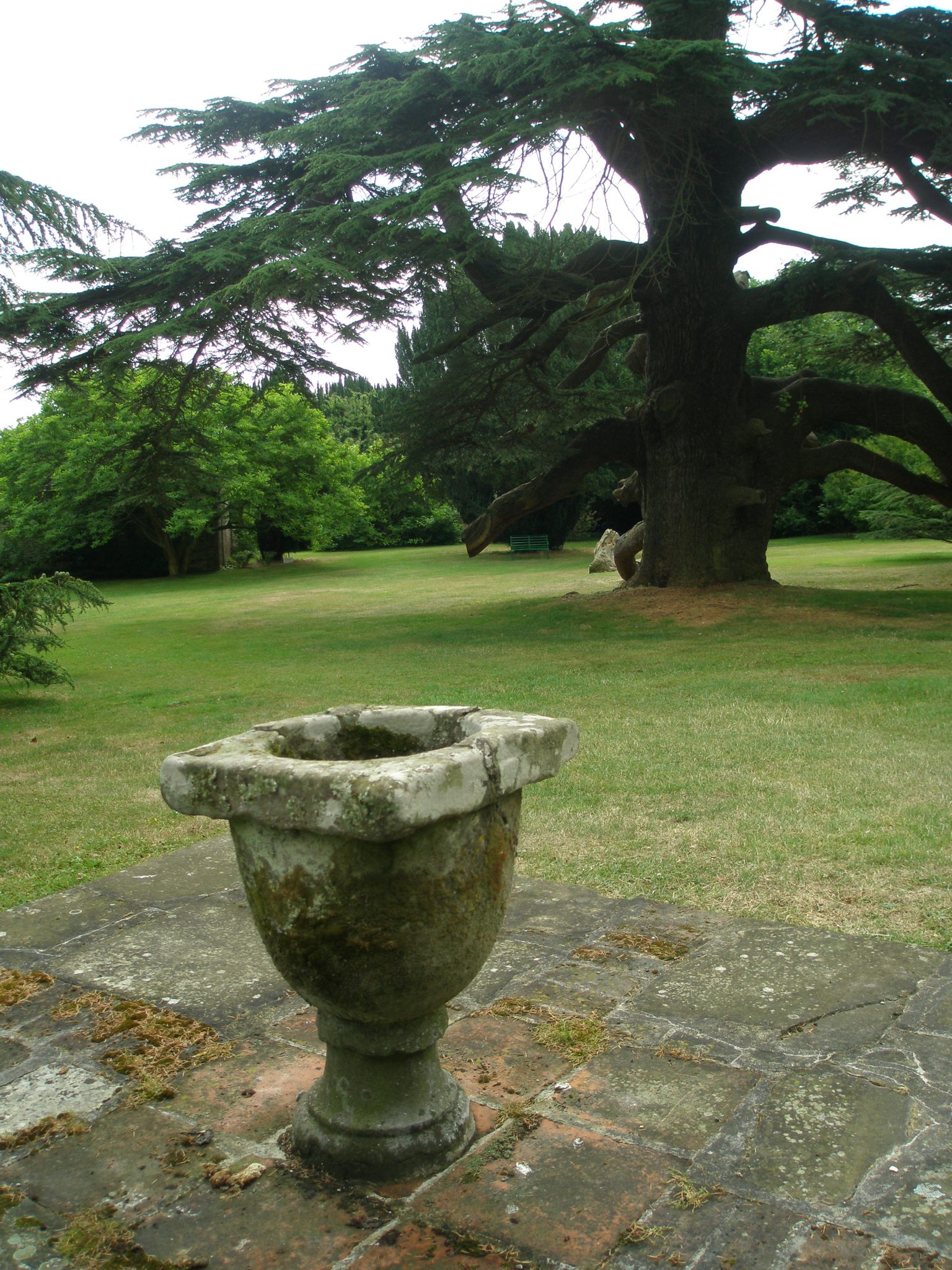 An Urn decorates the lawn, near the base of the Cedar of Lebanon tree.