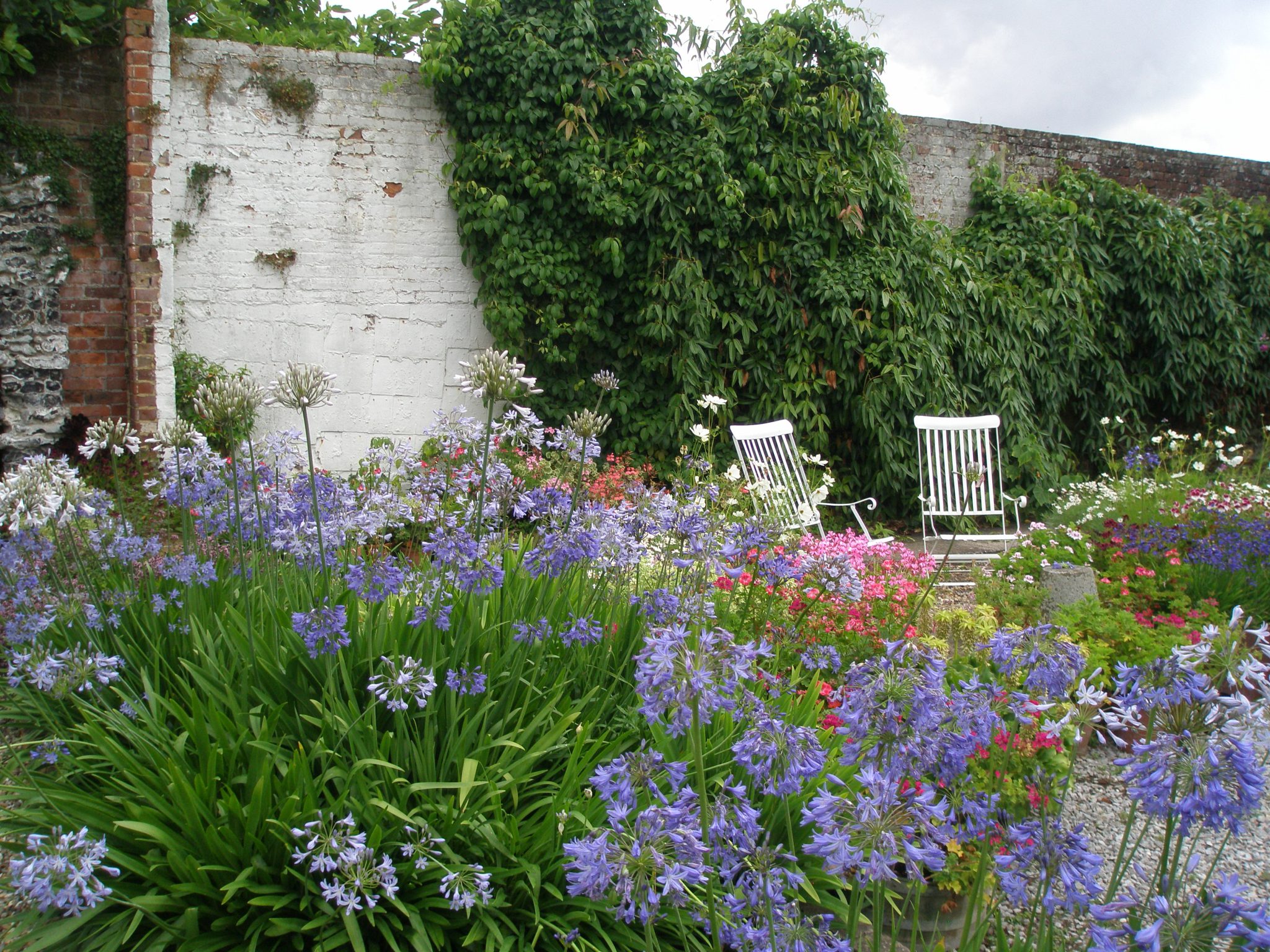 We prepared to leave the Walled Garden, but paused to admire this lush stand of Agapanthus.