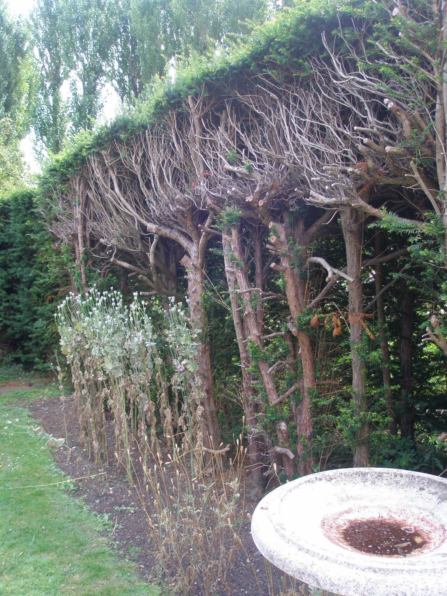 The freshly-pruned back-side of the hedge that encircles the White Garden
