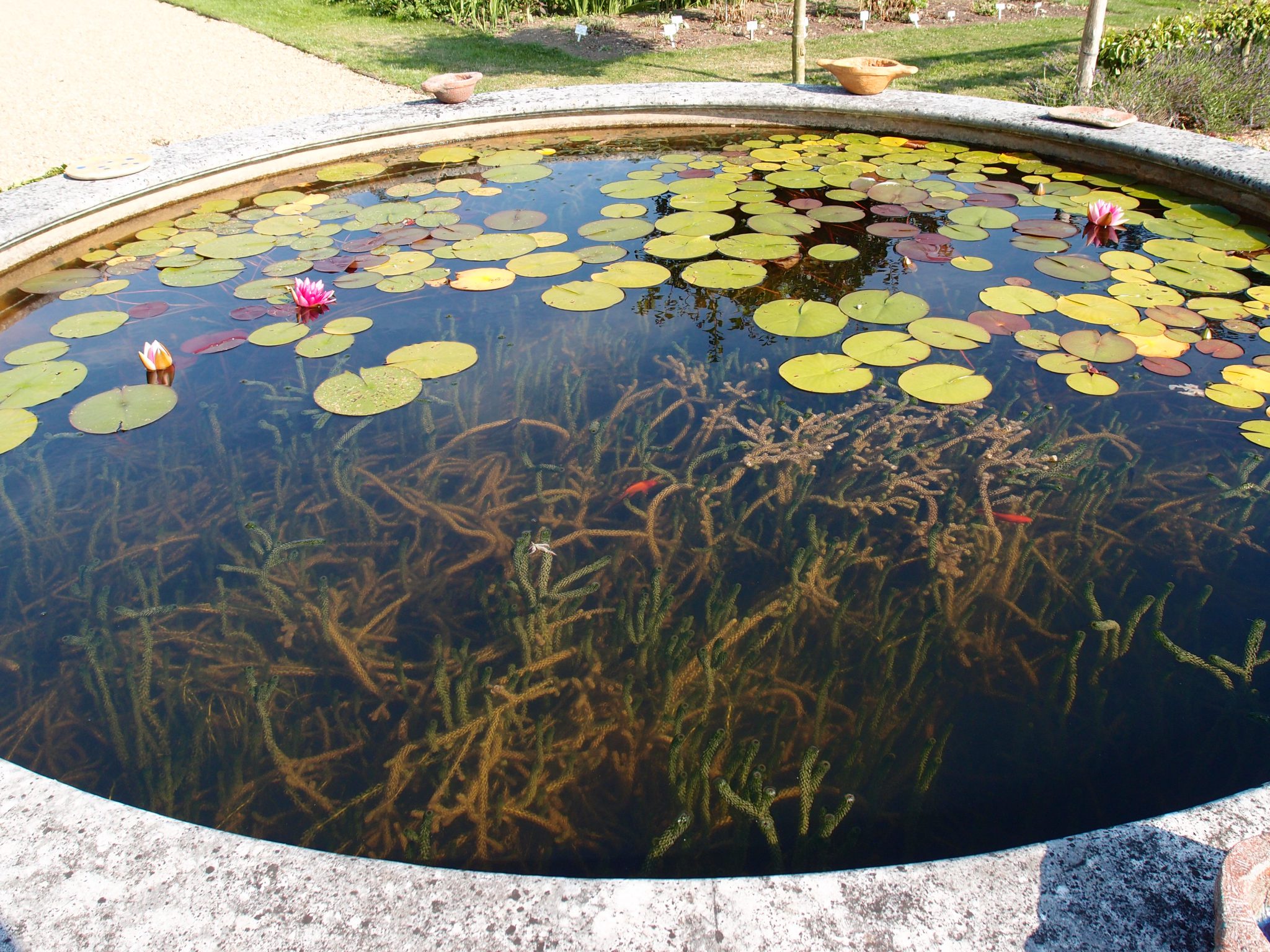 A circular fish pond is placed, dead-center, in the Walled Garden