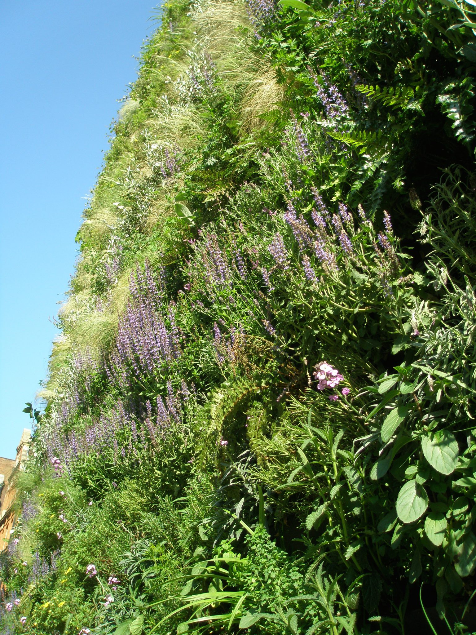 A Nose-Close view of the Green Wall