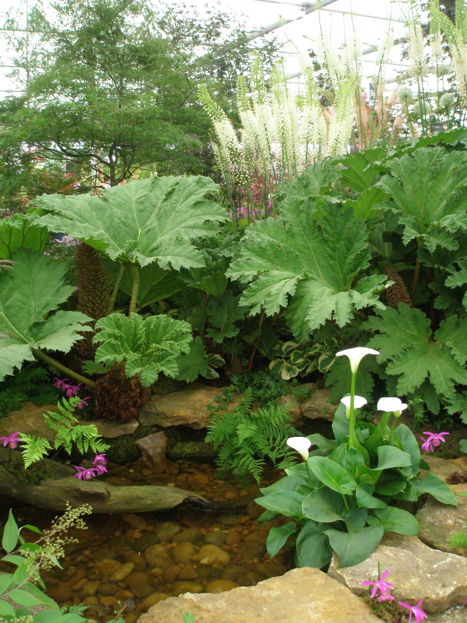 Water-loving plants