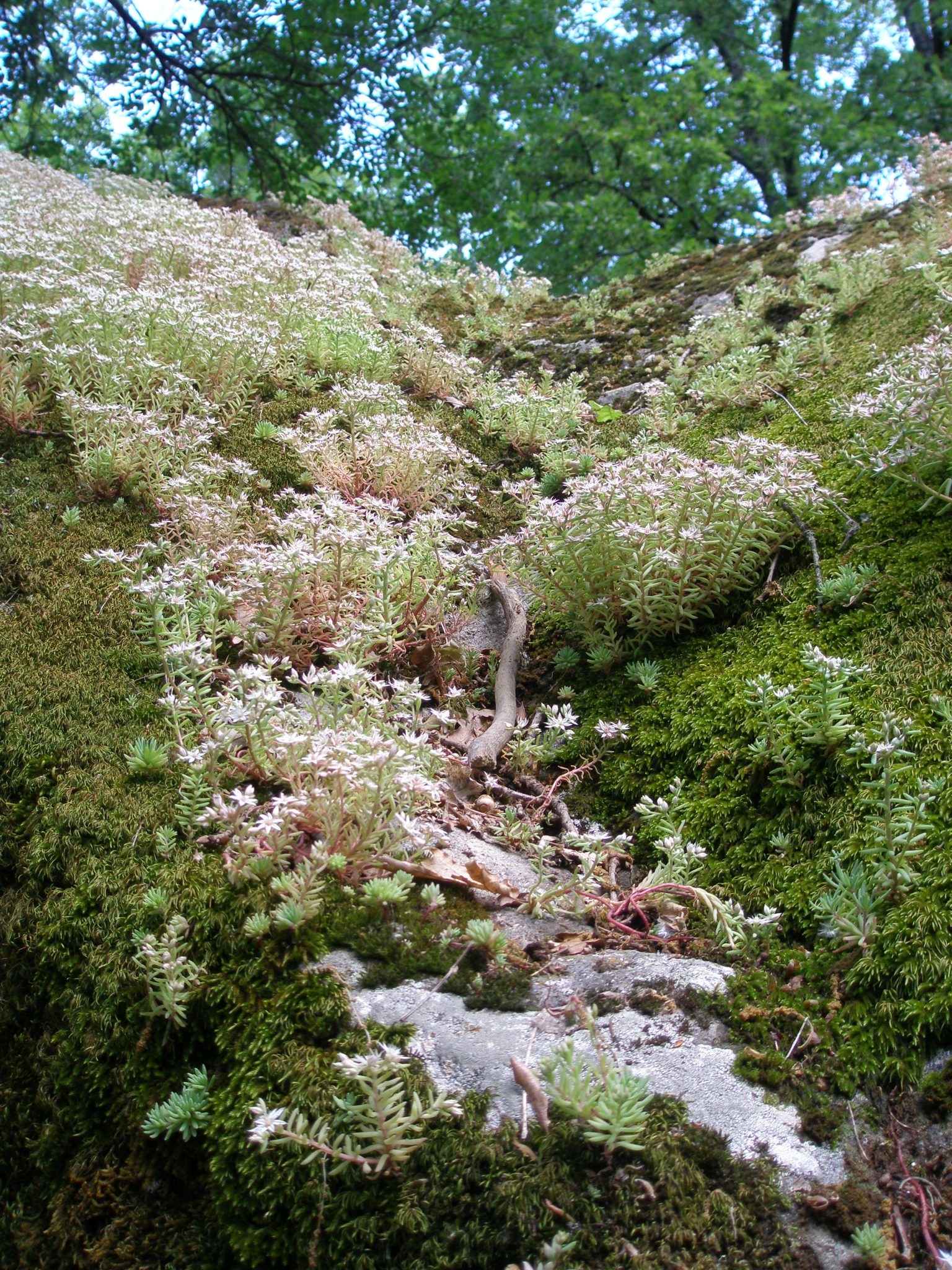 Beautiful, soft Sedum and Moss envelop a tufa boulder